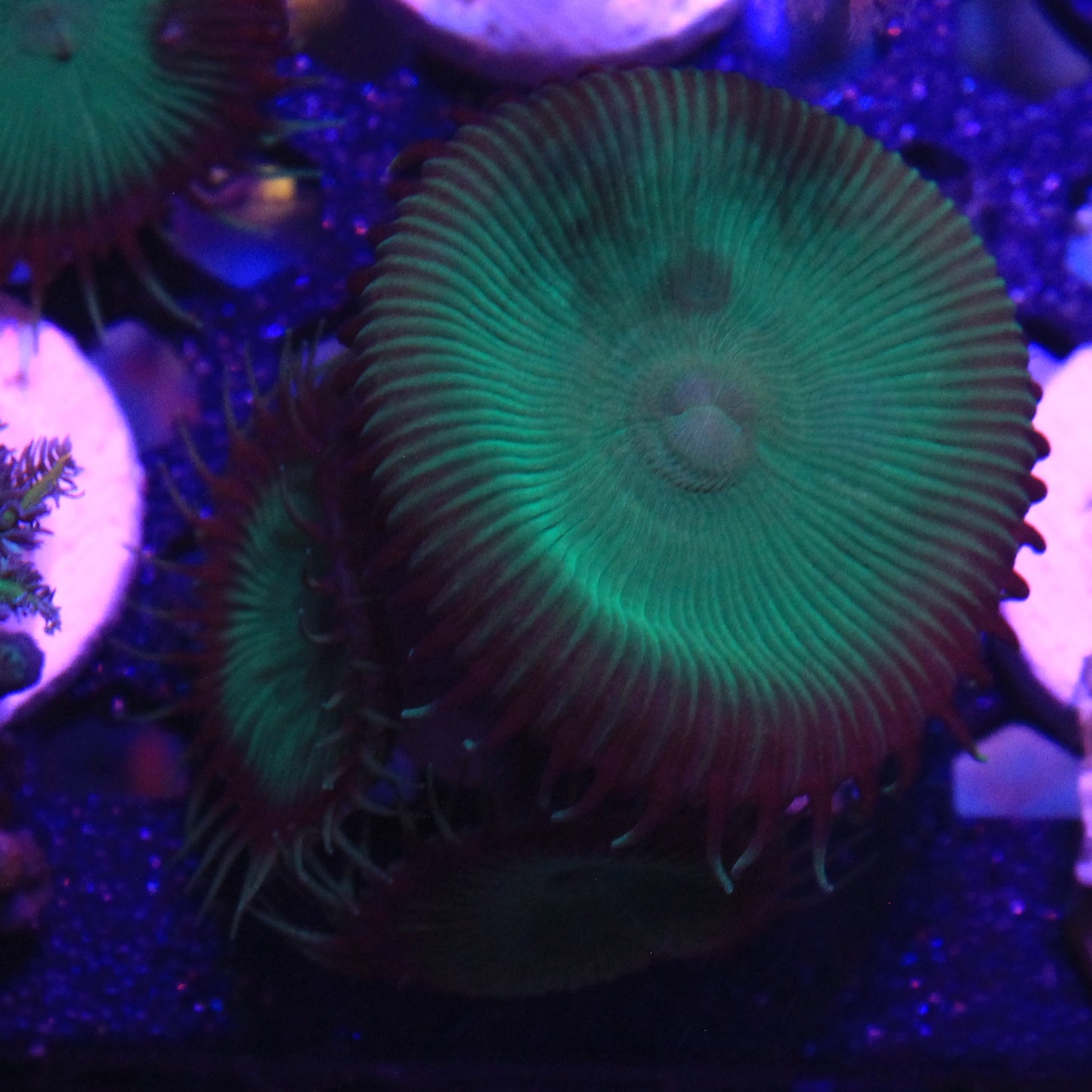 Nuclear Green Palythoa