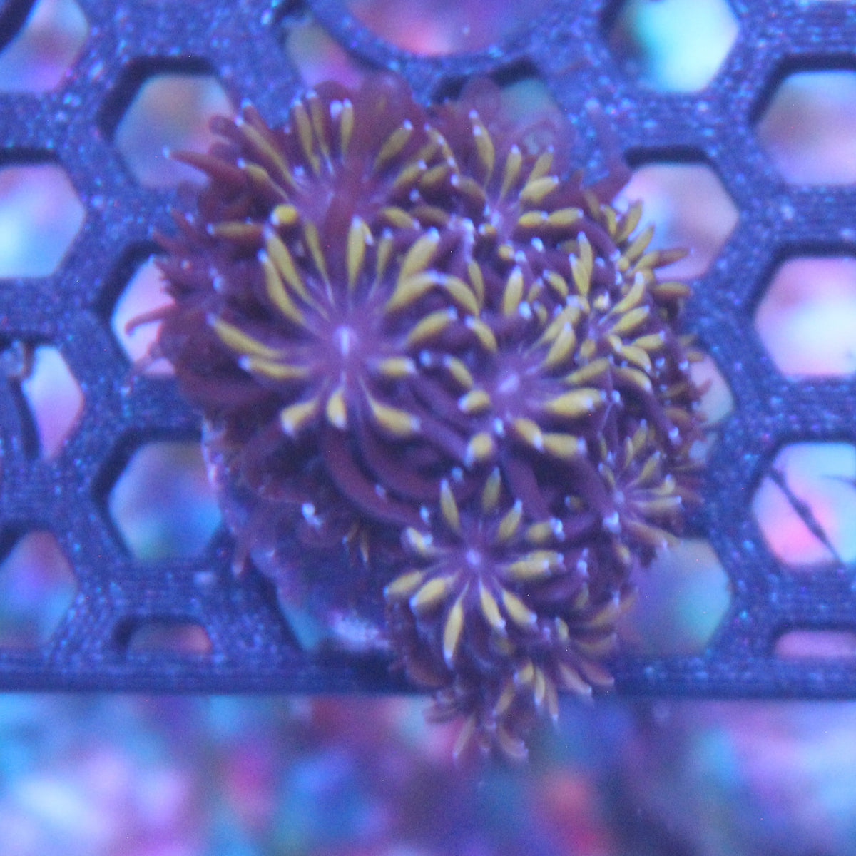 Orange Passion Galaxea