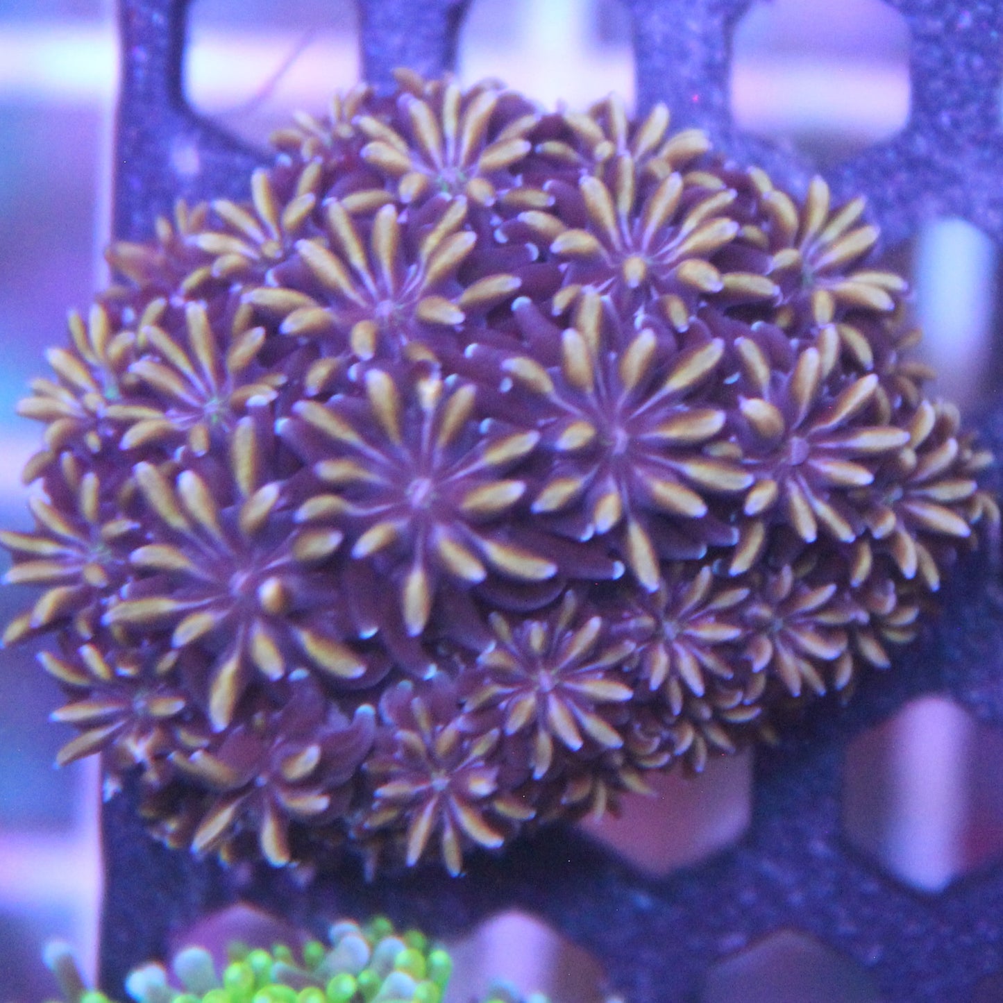 Orange Passion Galaxea