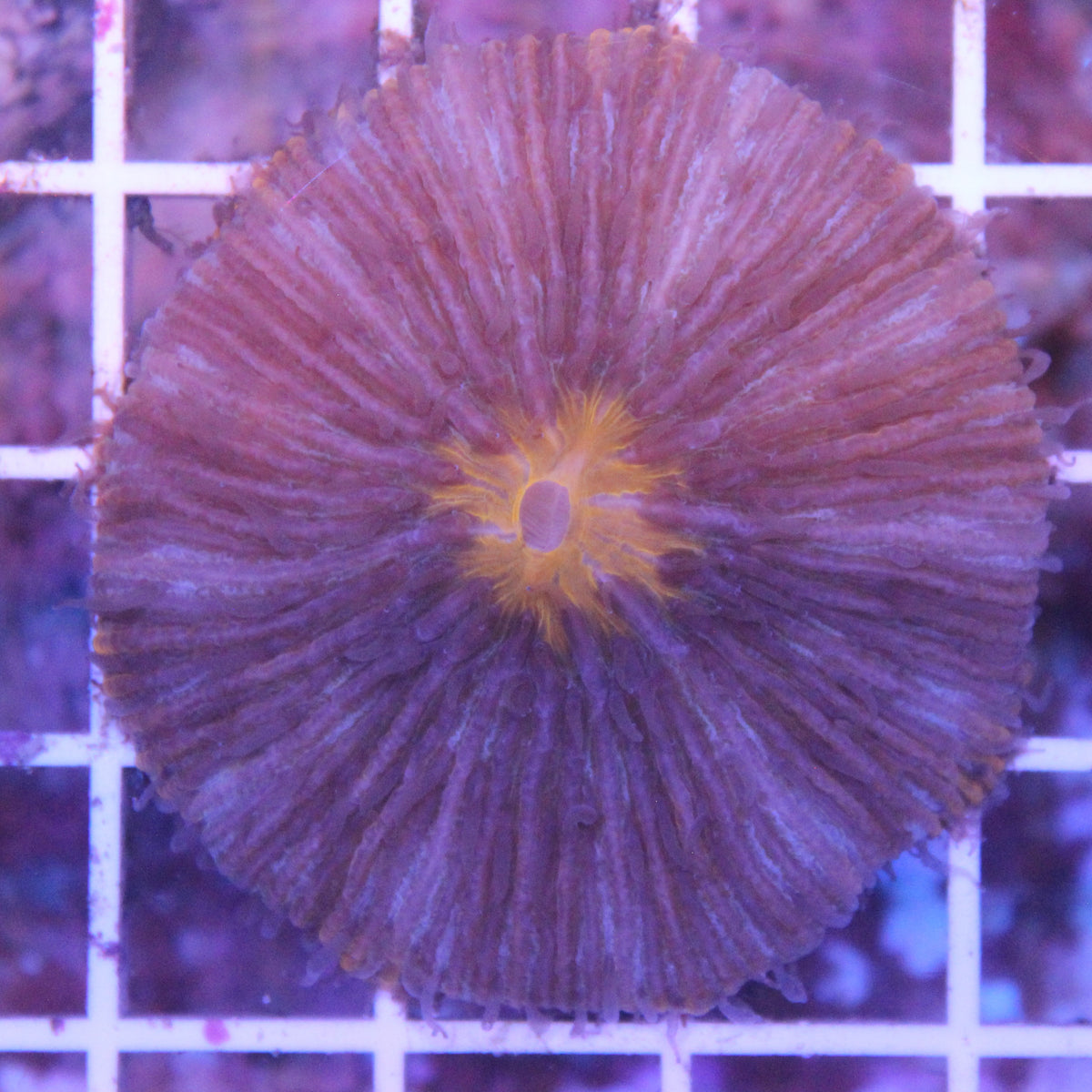 Orange Rim Plate