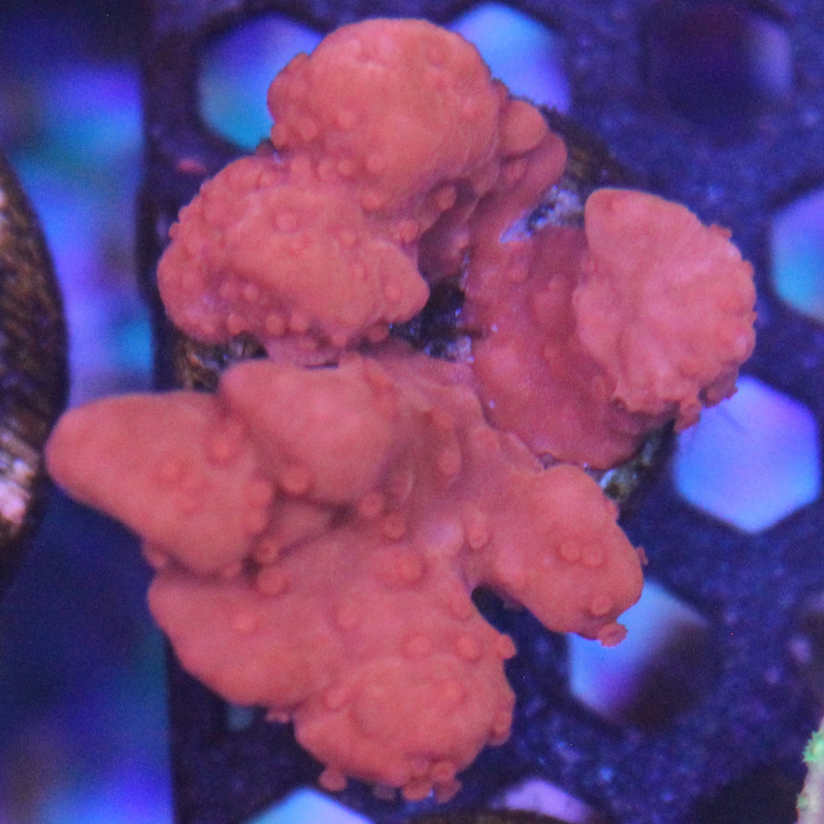 Orange Setosa