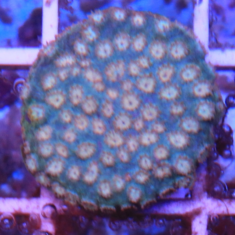 Peachy Keen Cyphastrea