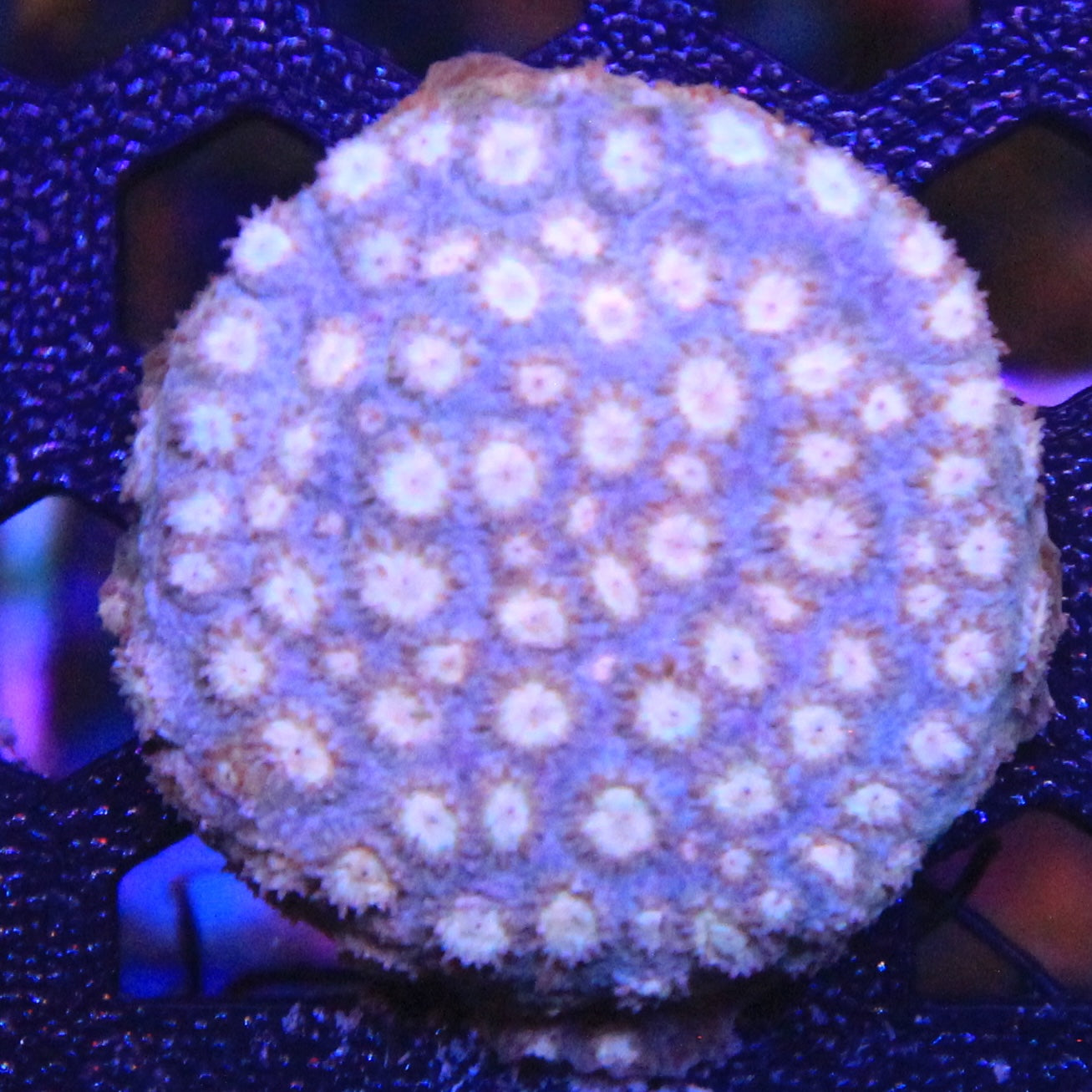 Peachy Keen Cyphastrea