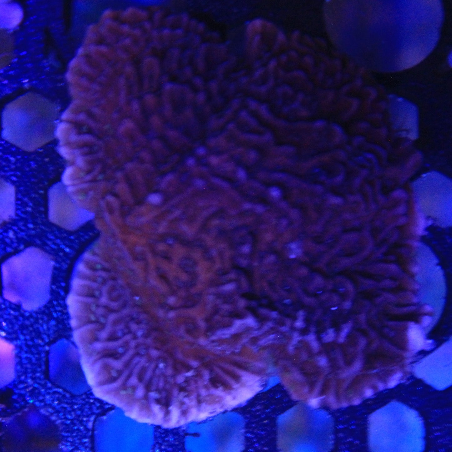 Purple Montipora