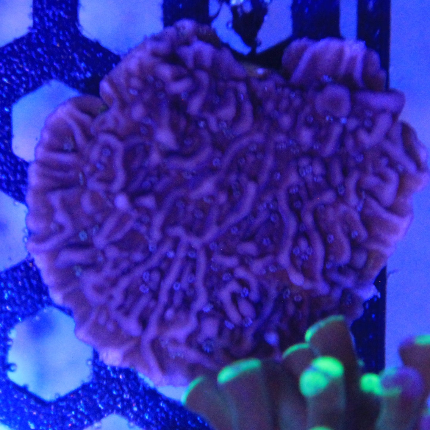 Purple Montipora