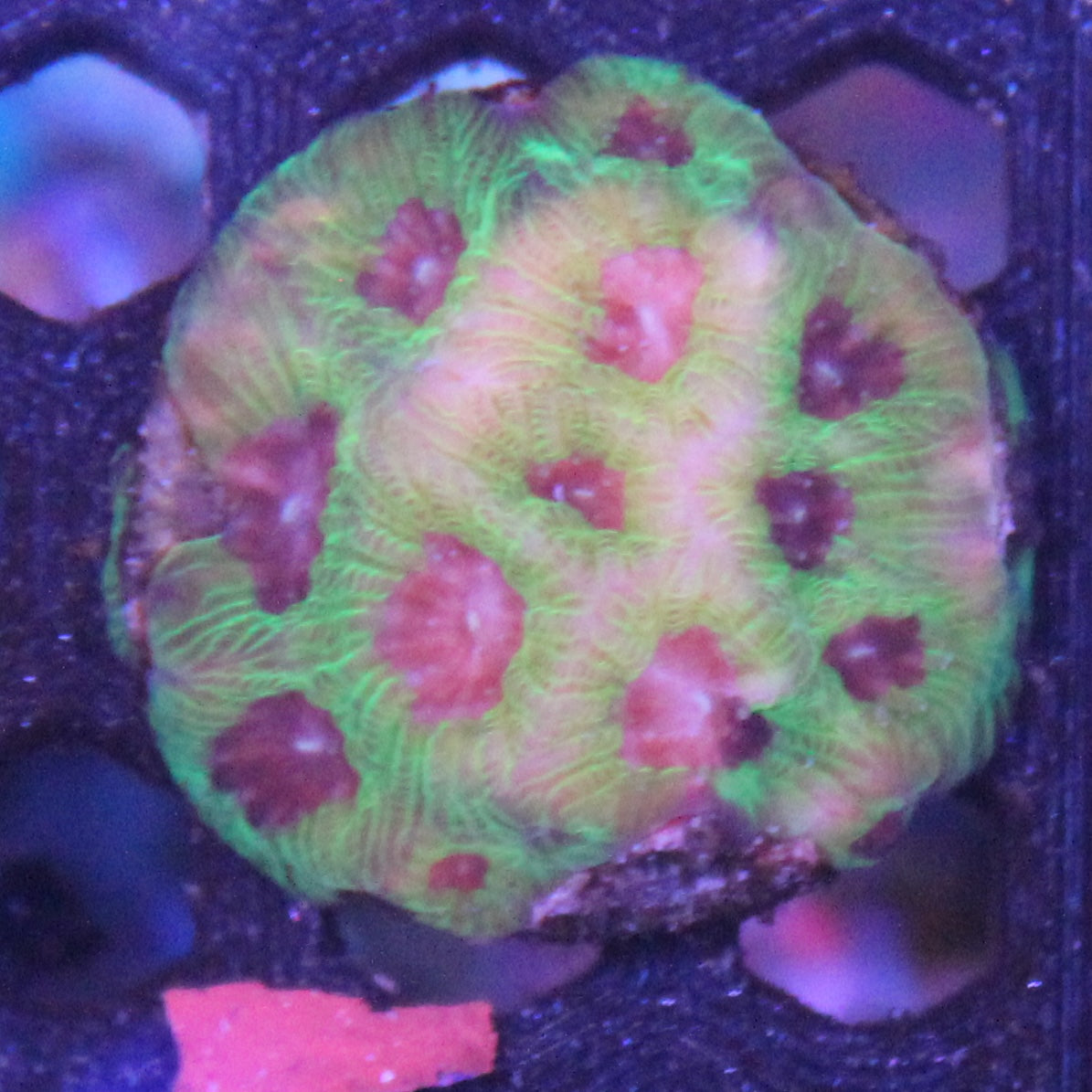 Purple Passion Favia