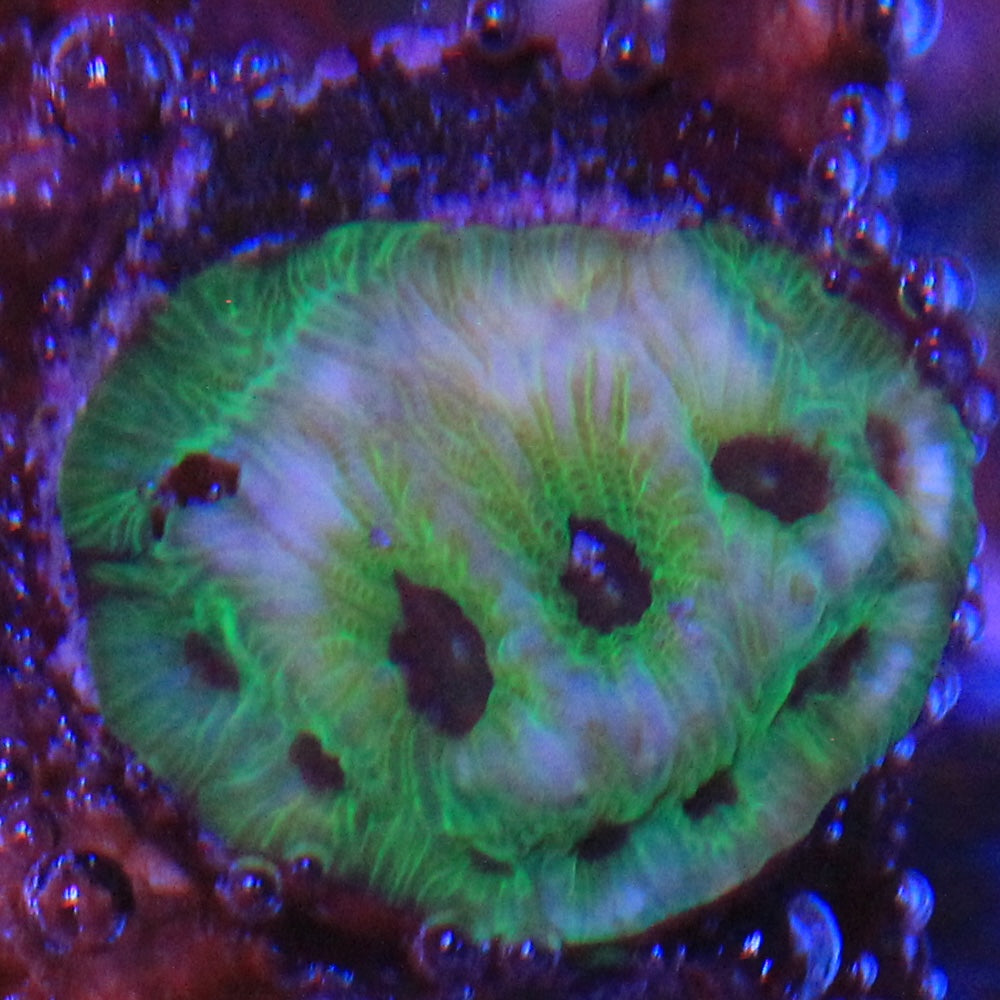 Purple Passion Favia
