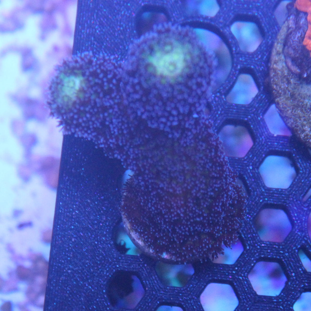 Purple Stylo