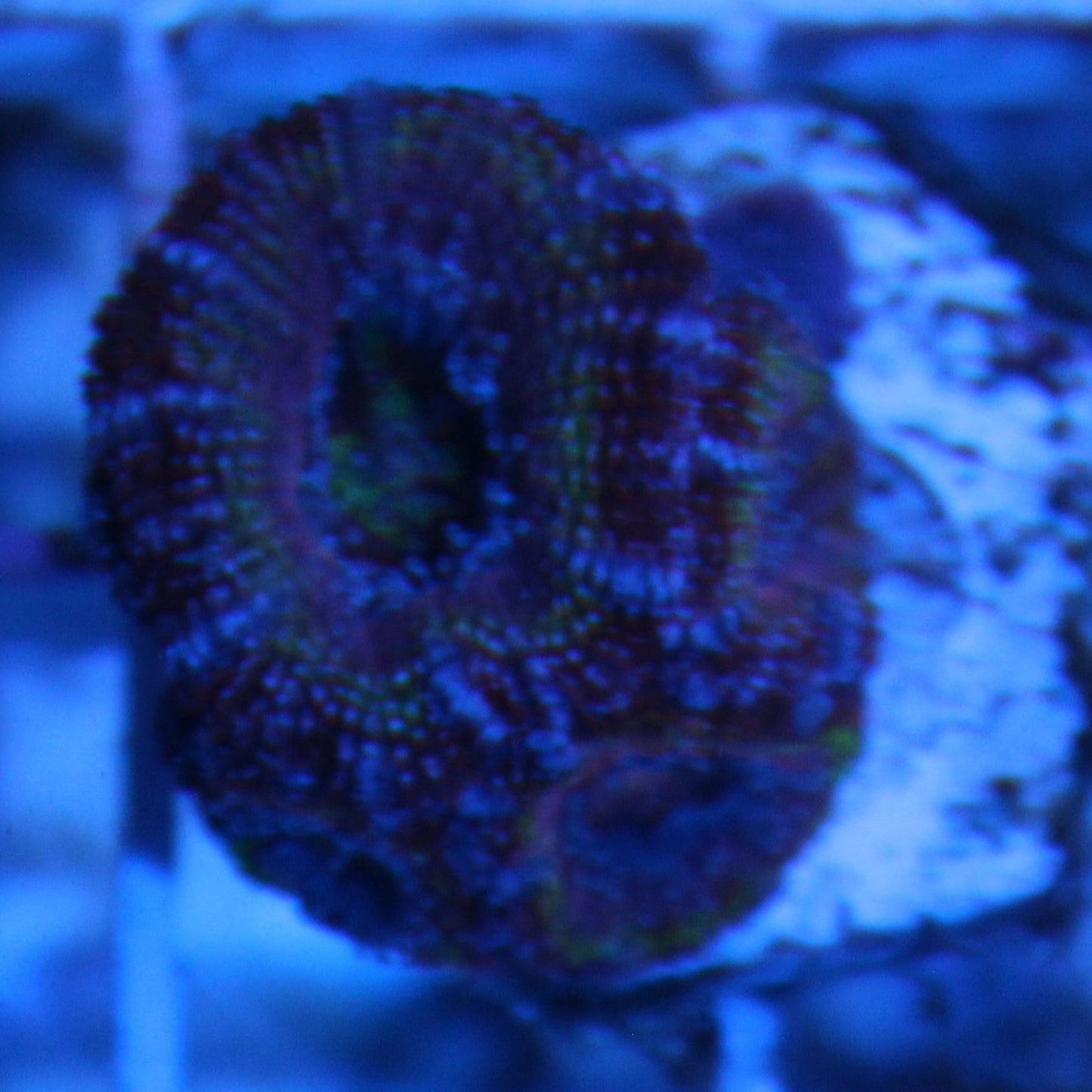 Rainbow Acan