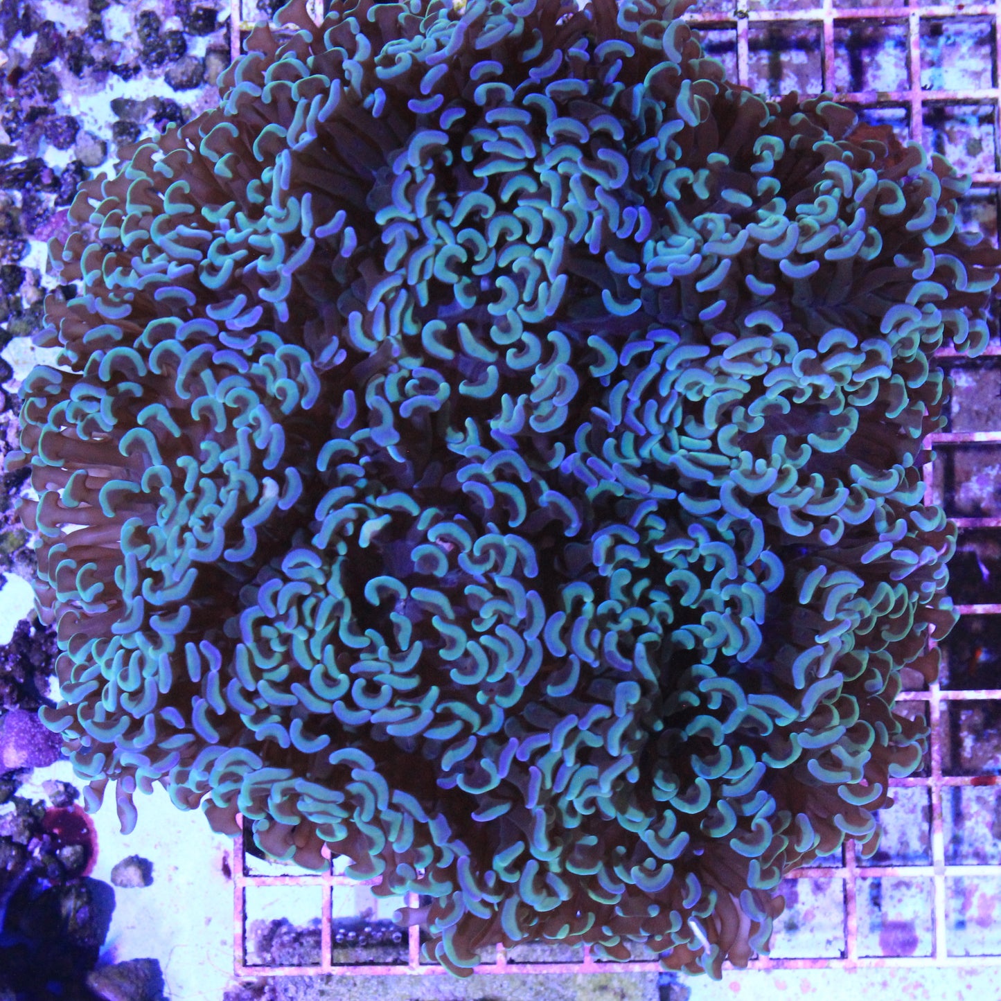 Rainbow Hammer