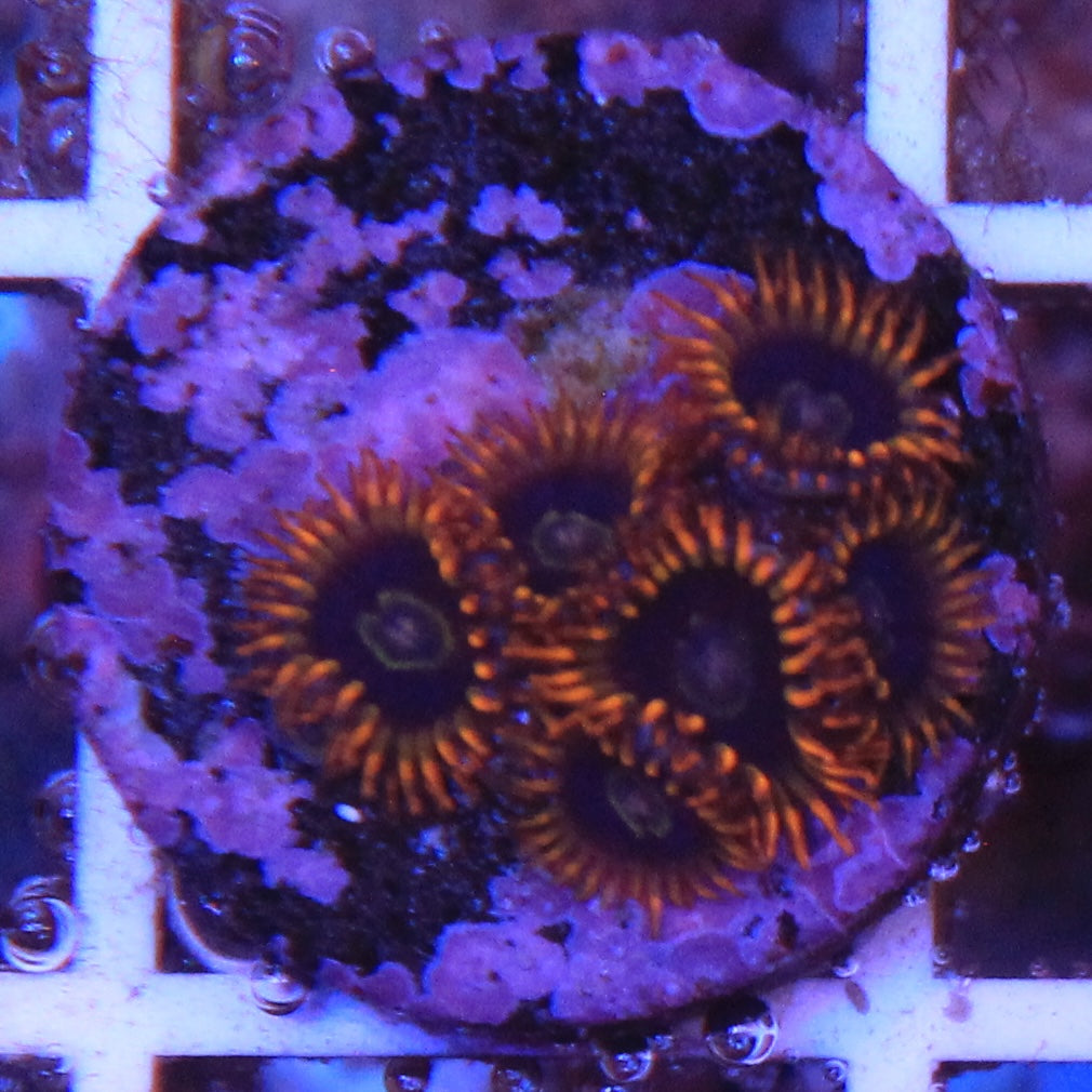 Rainbow Hornet Zoa