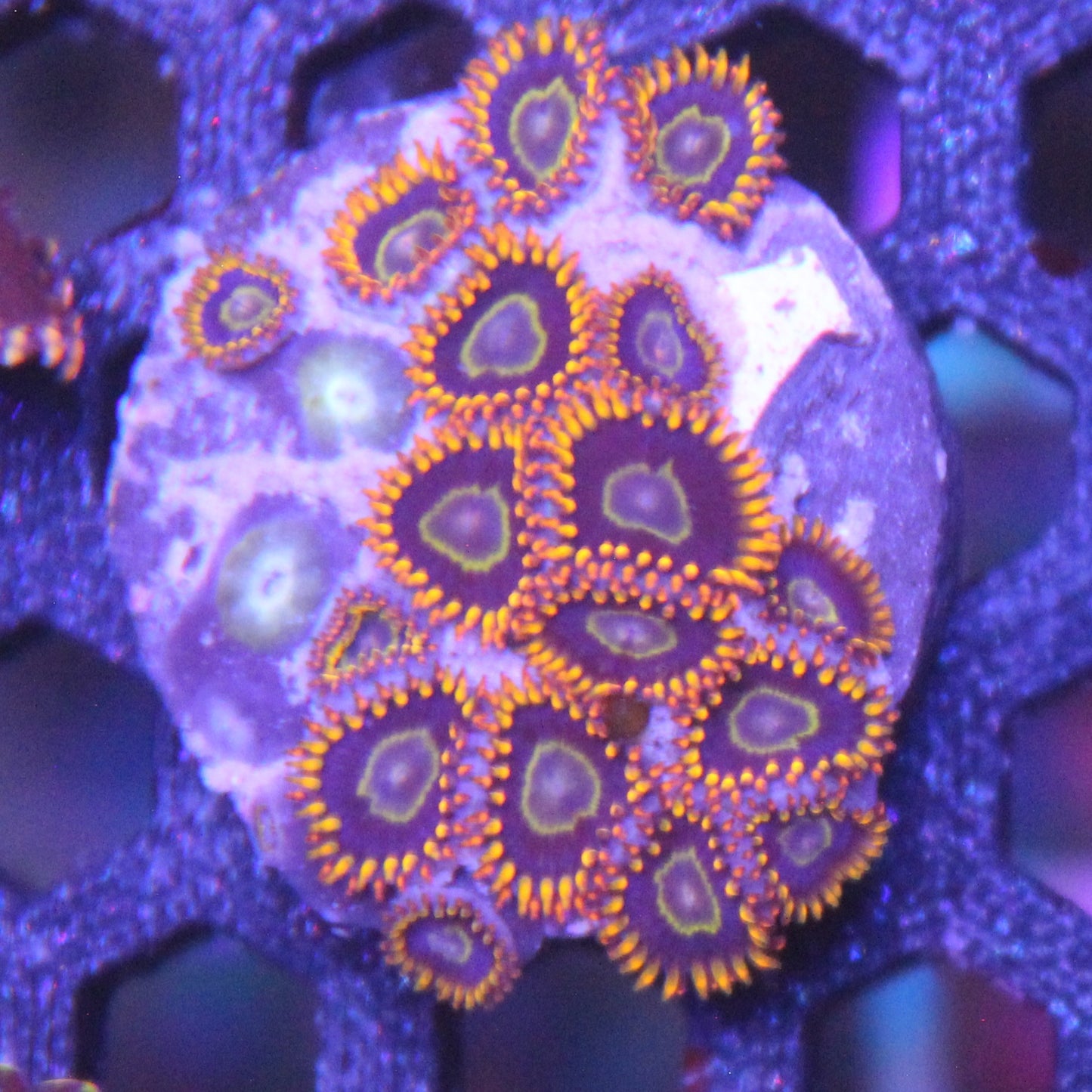 Rainbow Hornet Zoa