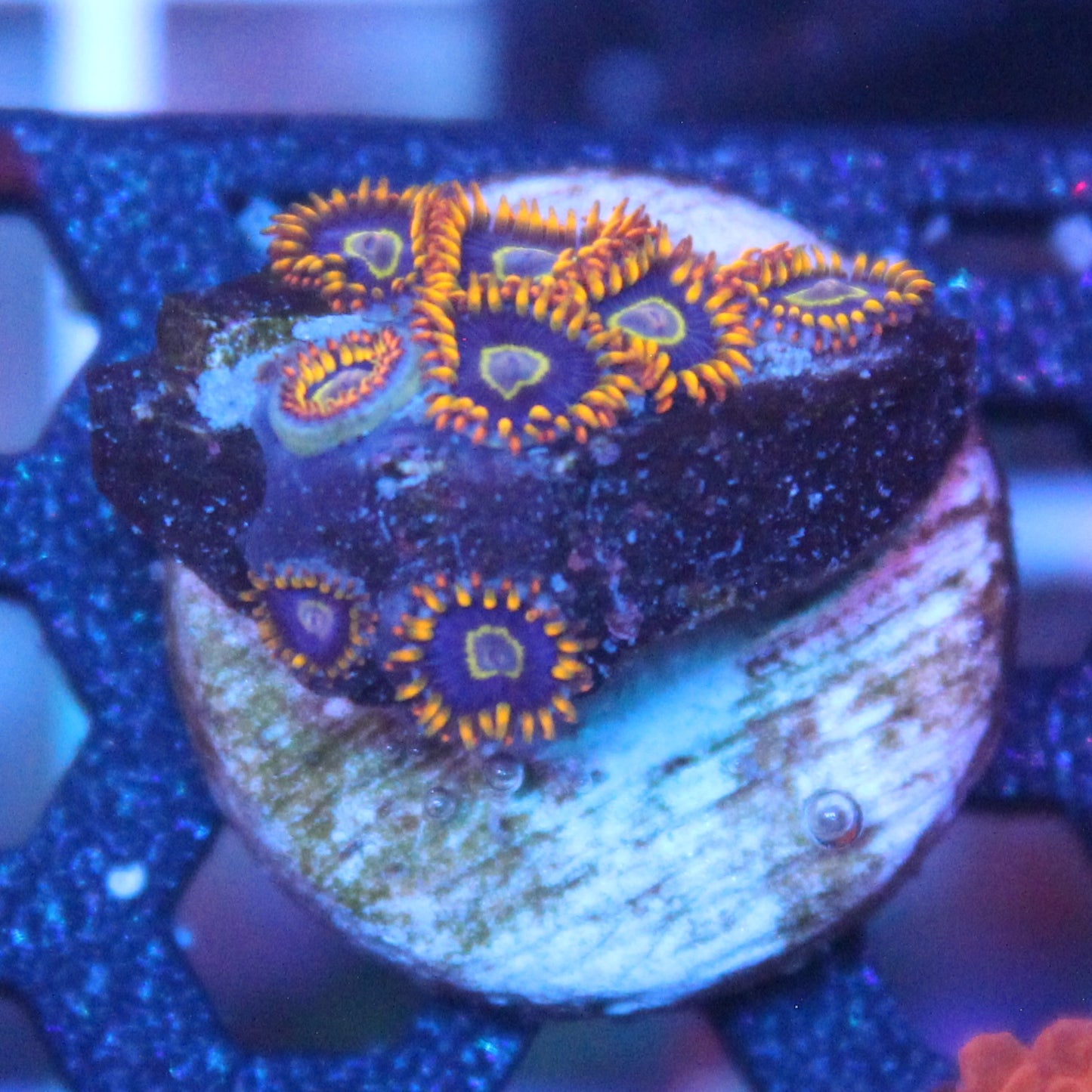 Rainbow Hornet Zoa
