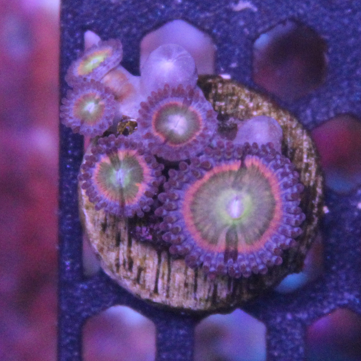 Rainbow Infusion Zoa