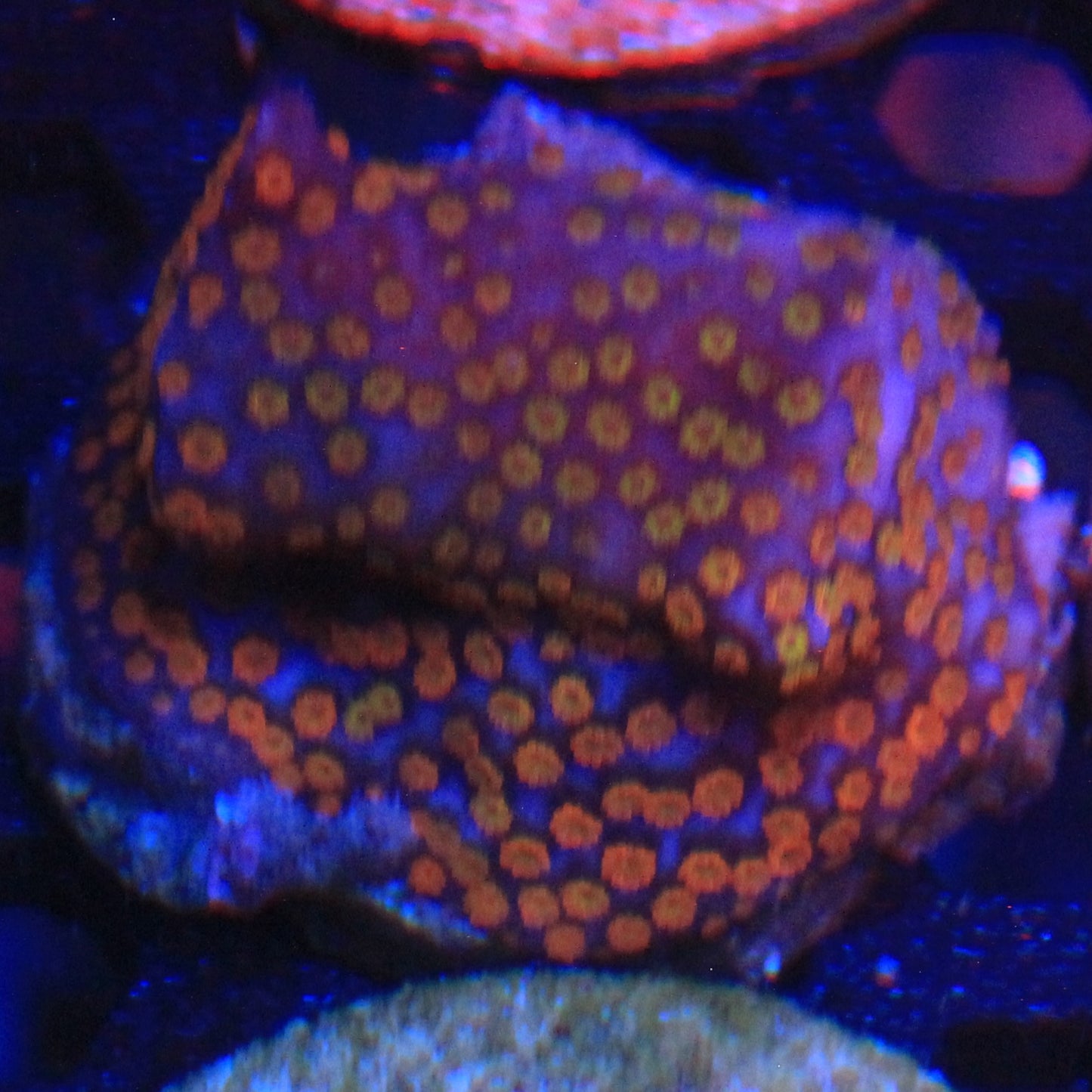 Rainbow Montipora