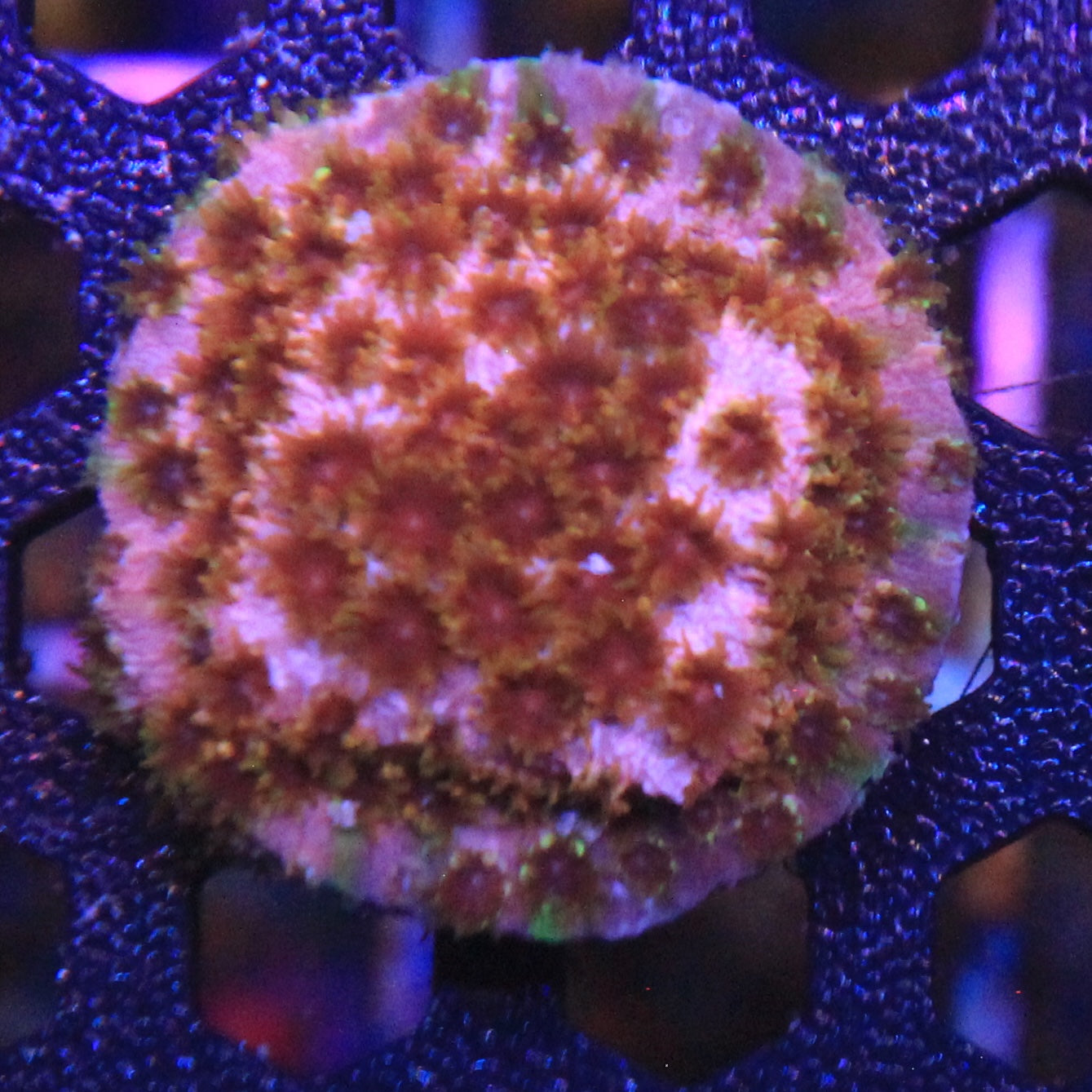 Rainbow Splash Cyphastea