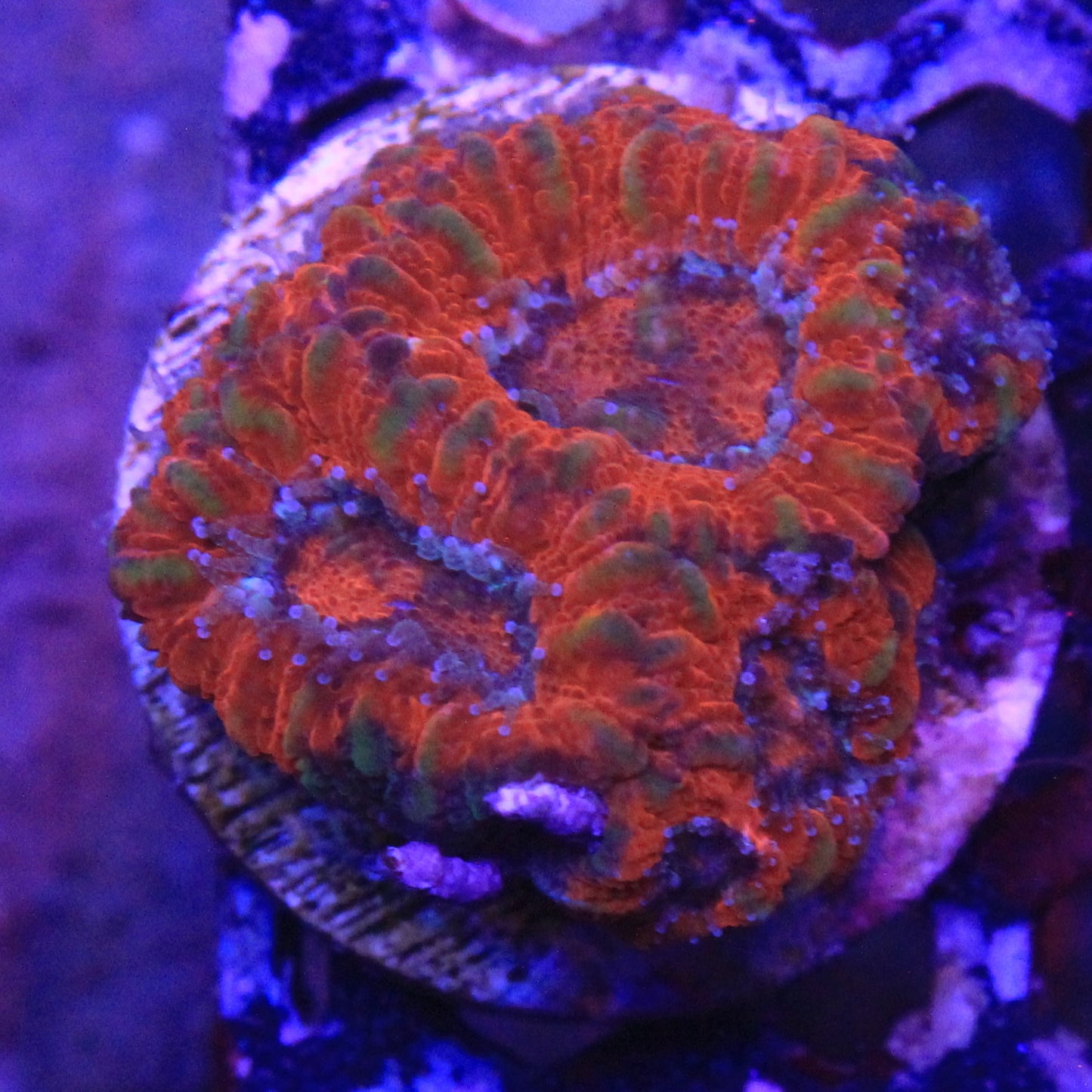 Red Acan