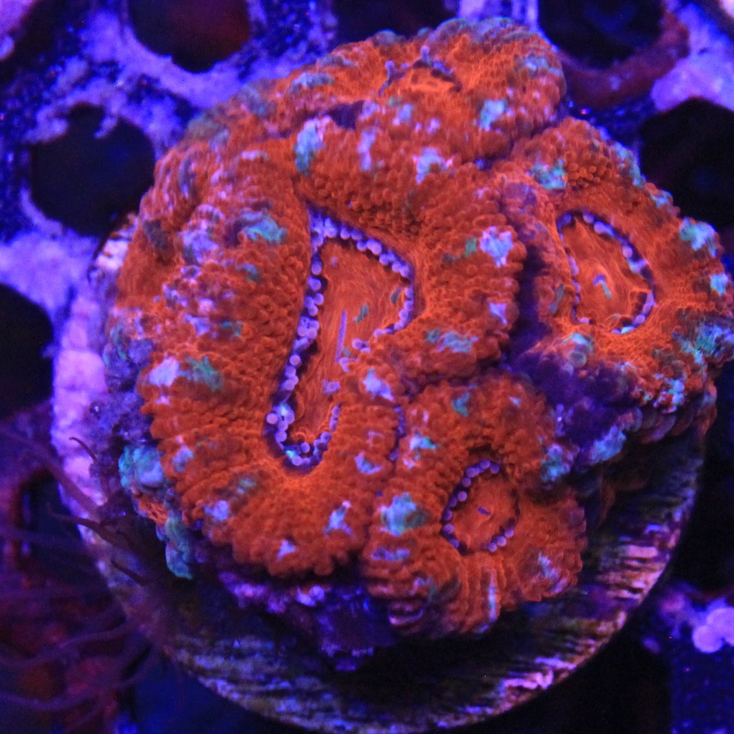 Red Acan
