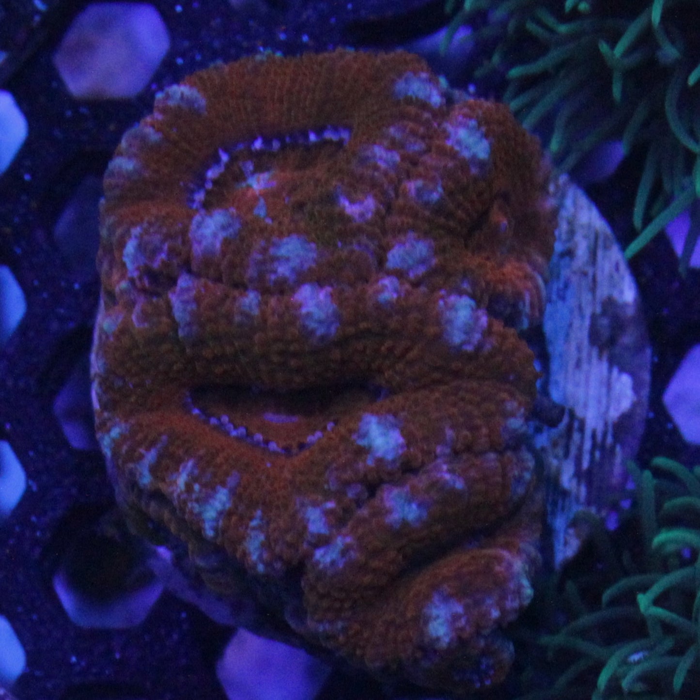 Red Acan