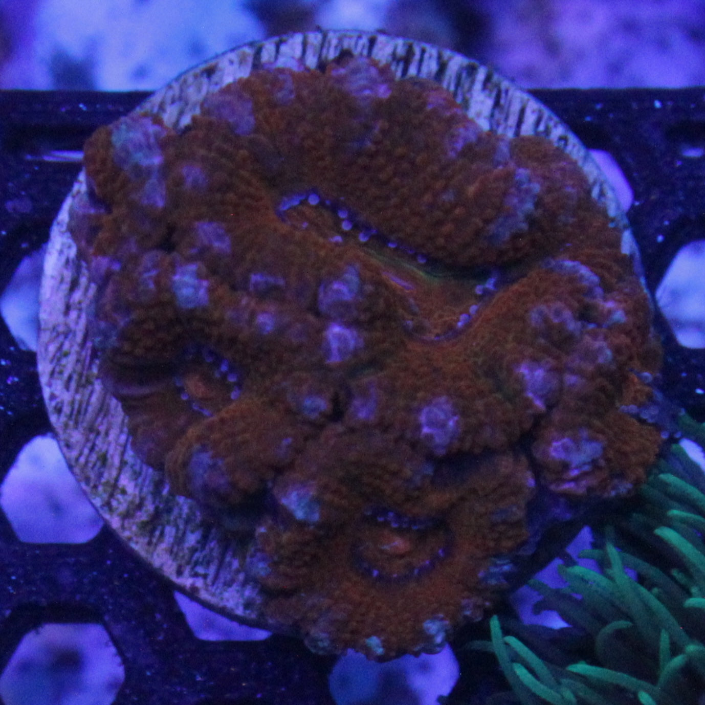 Red Acan