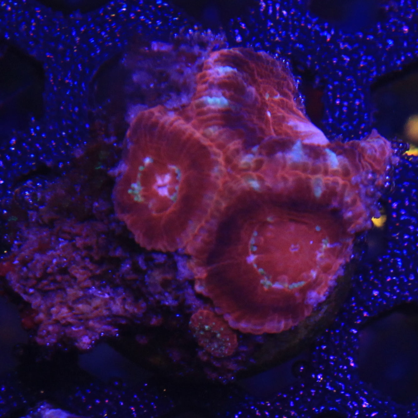 Red Asian Acan