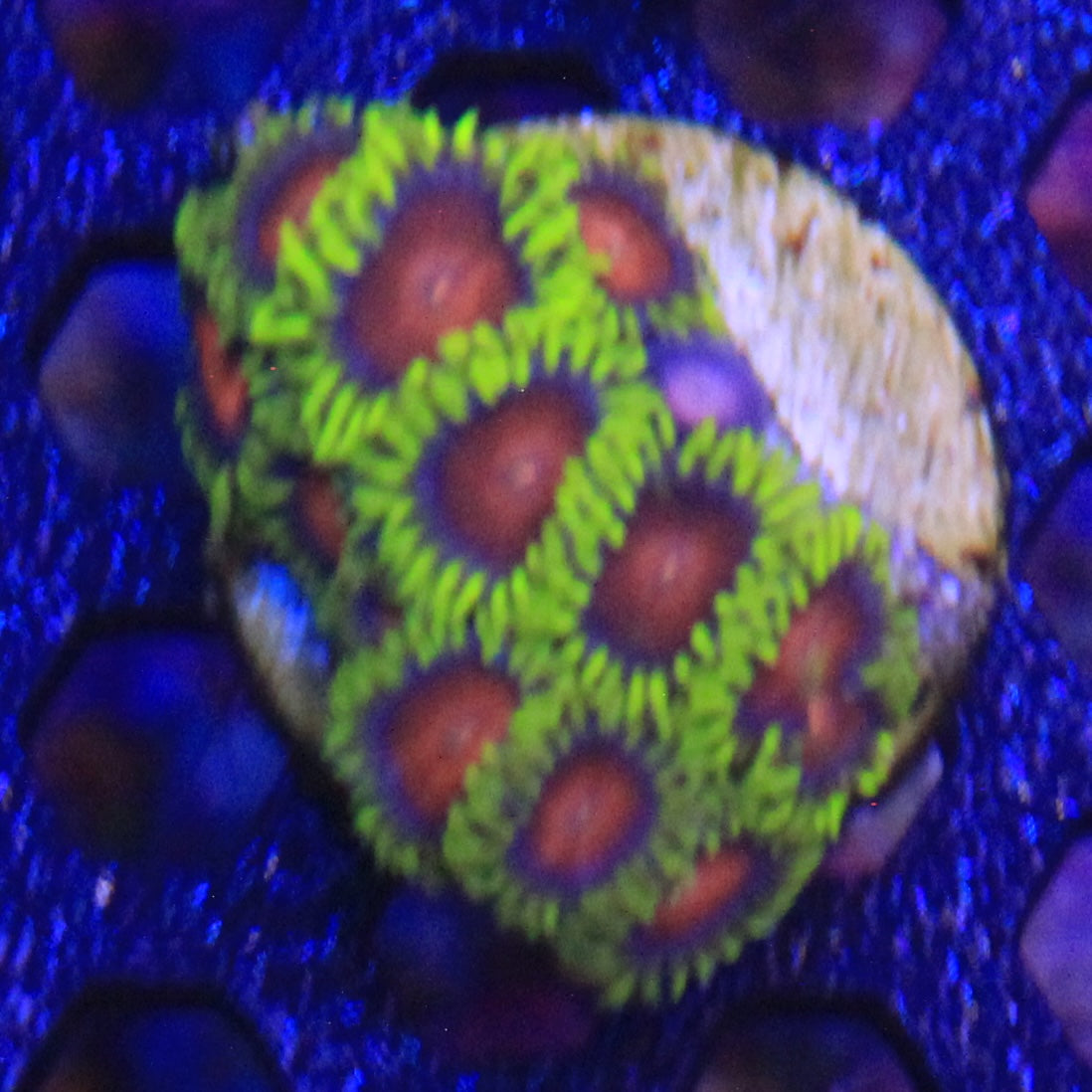 Yellow Brick Road Zoa