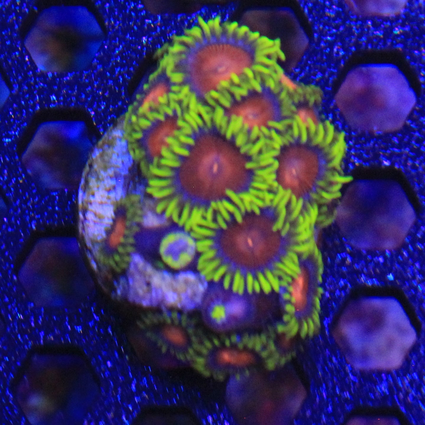 Yellow Brick Road Zoa