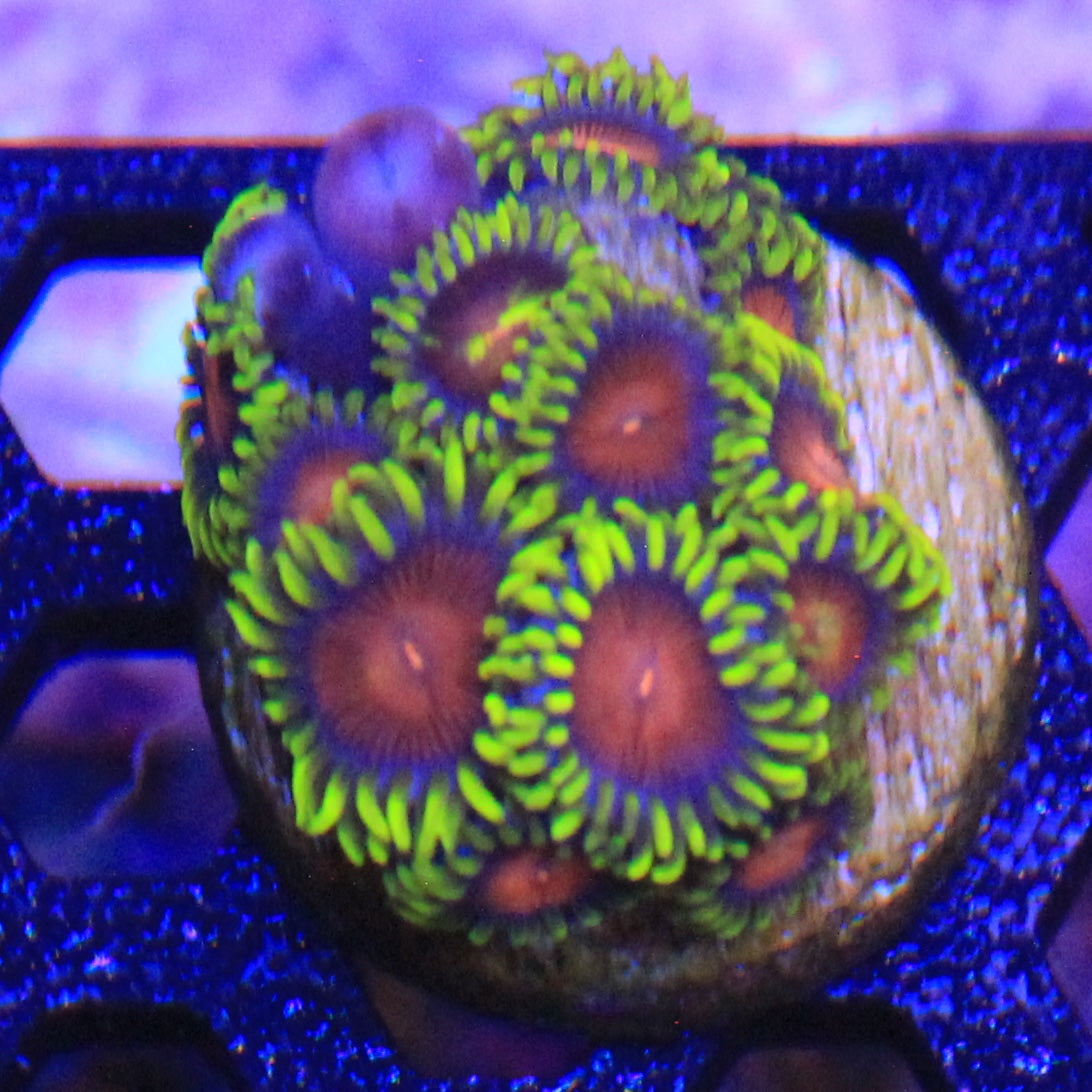 Yellow Brick Road Zoa