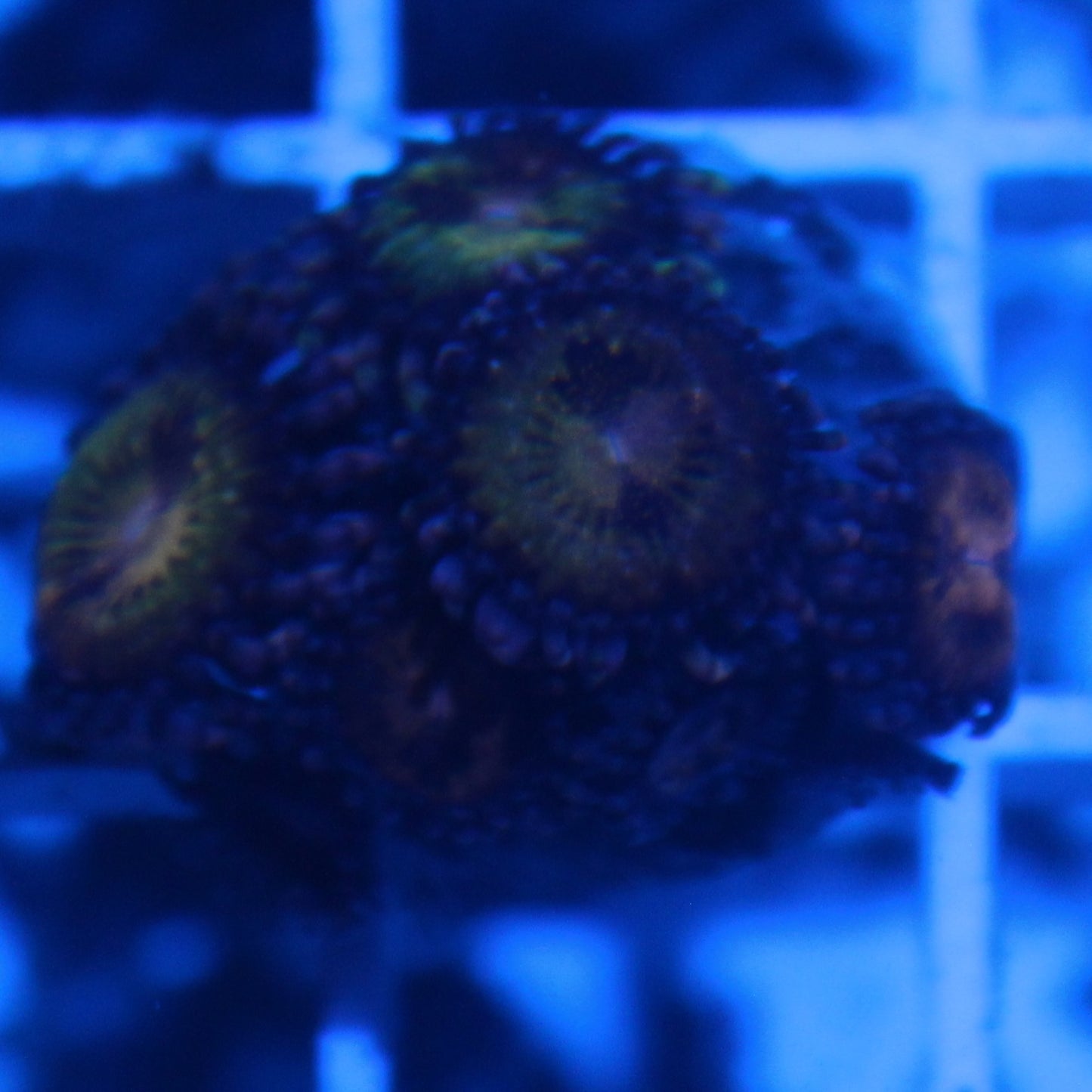 Sakura Zoa