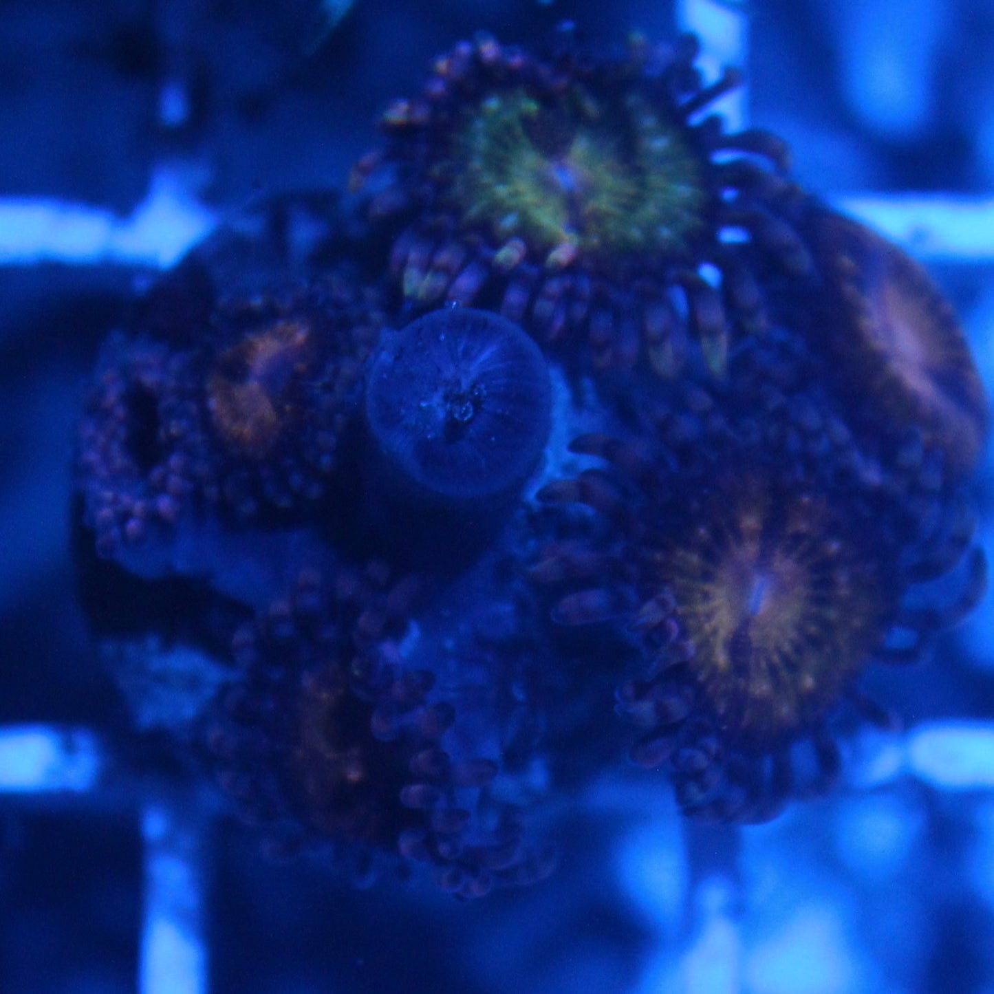Sakura Zoa