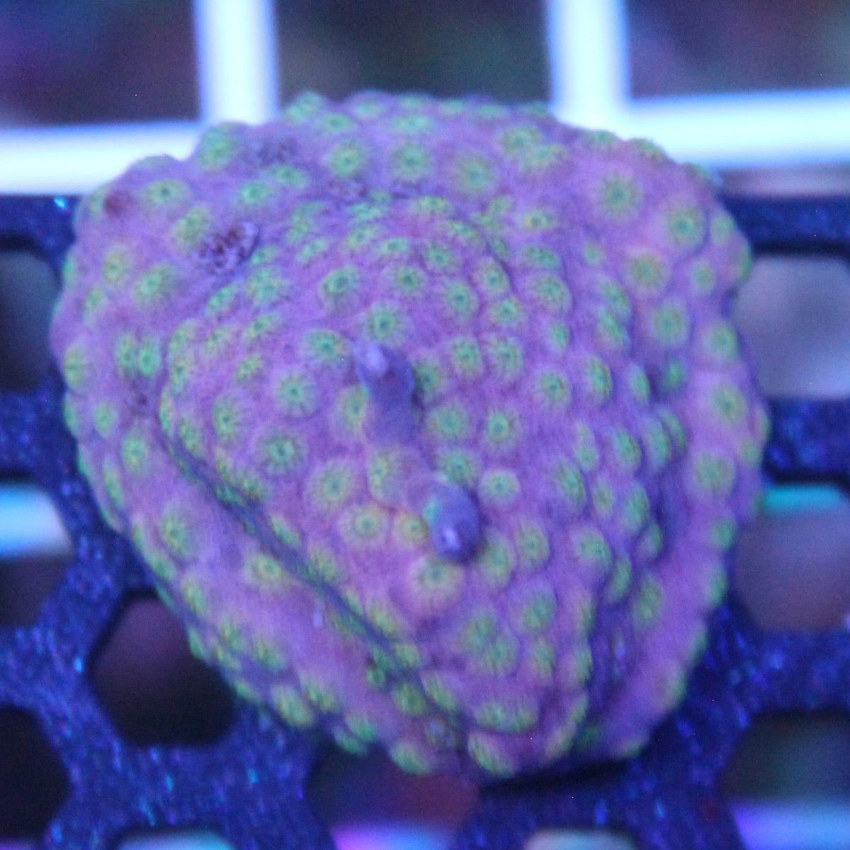 Sideman Cyphastrea