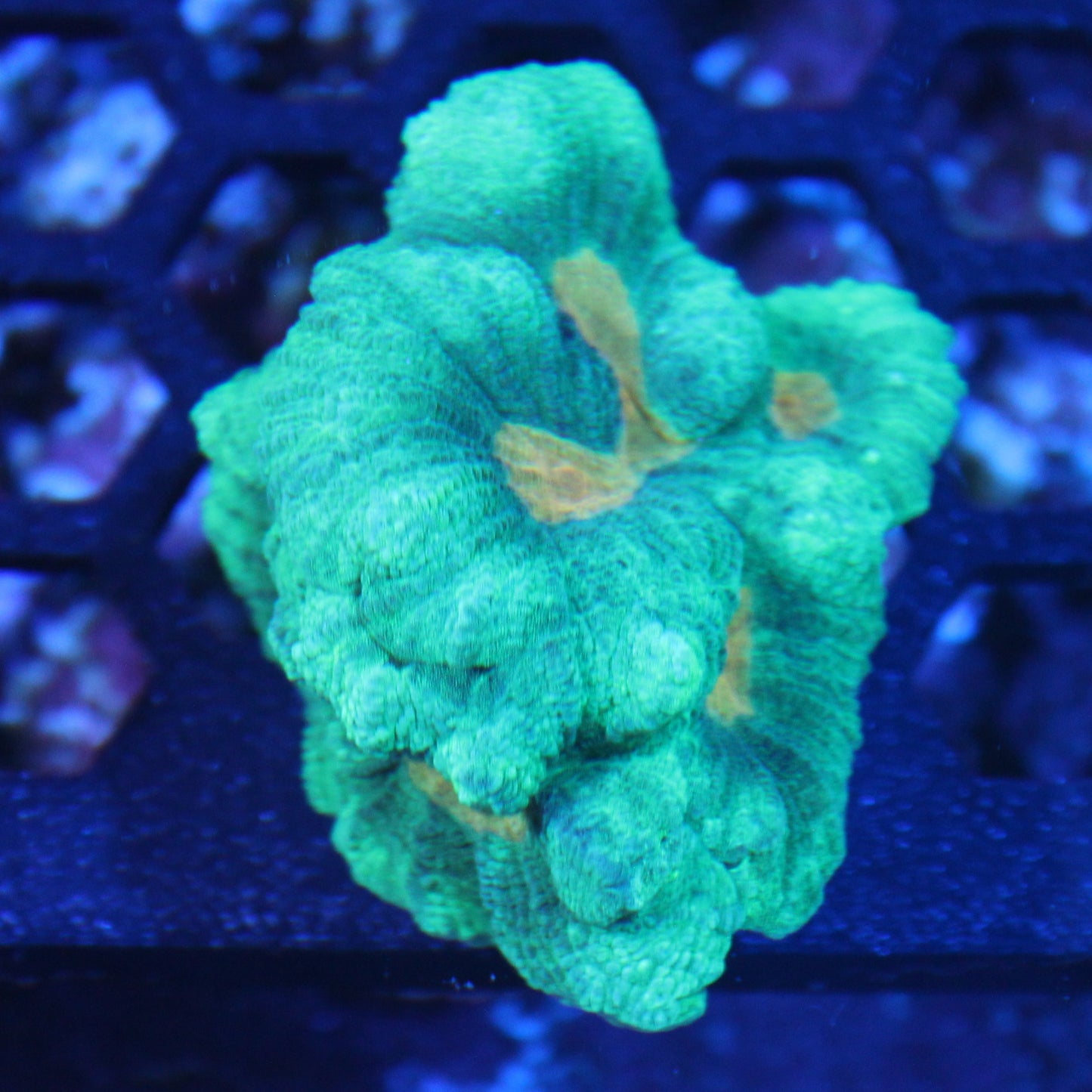 Space Invader Pectina