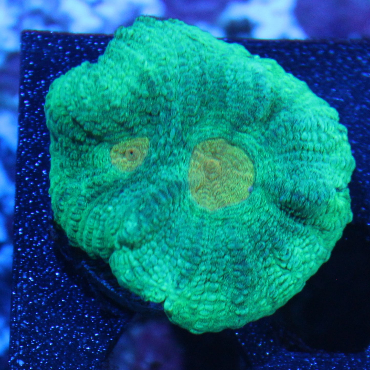 Space Invader Pectina