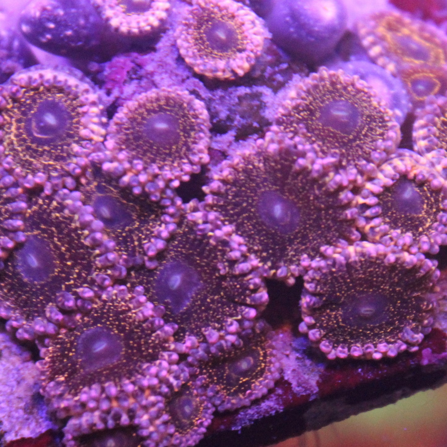 Stratosphere Zoa