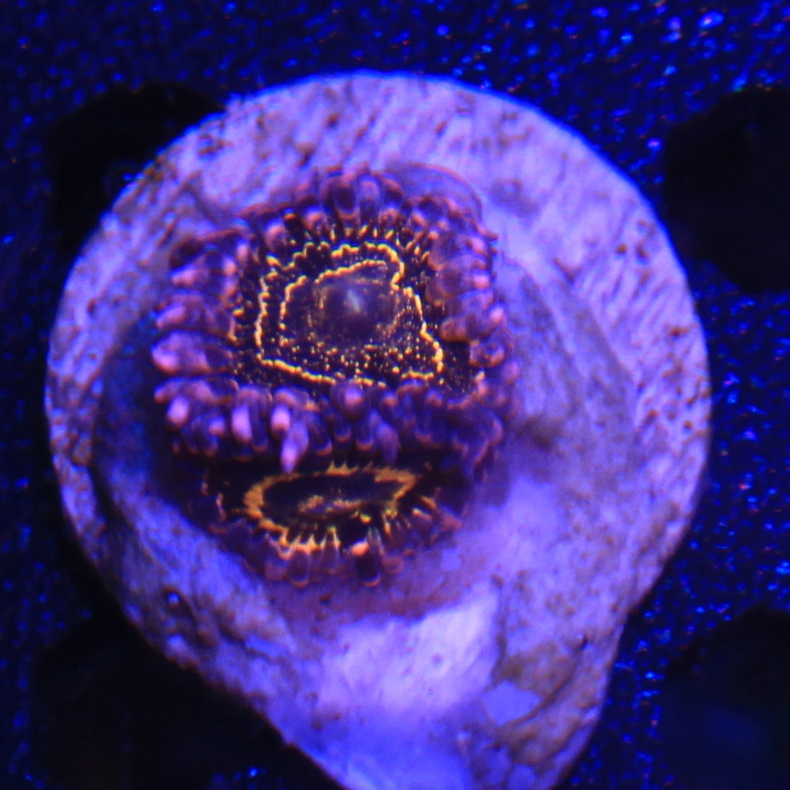Stratosphere Zoa