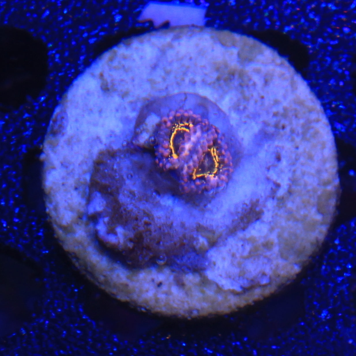 Stratosphere Zoa