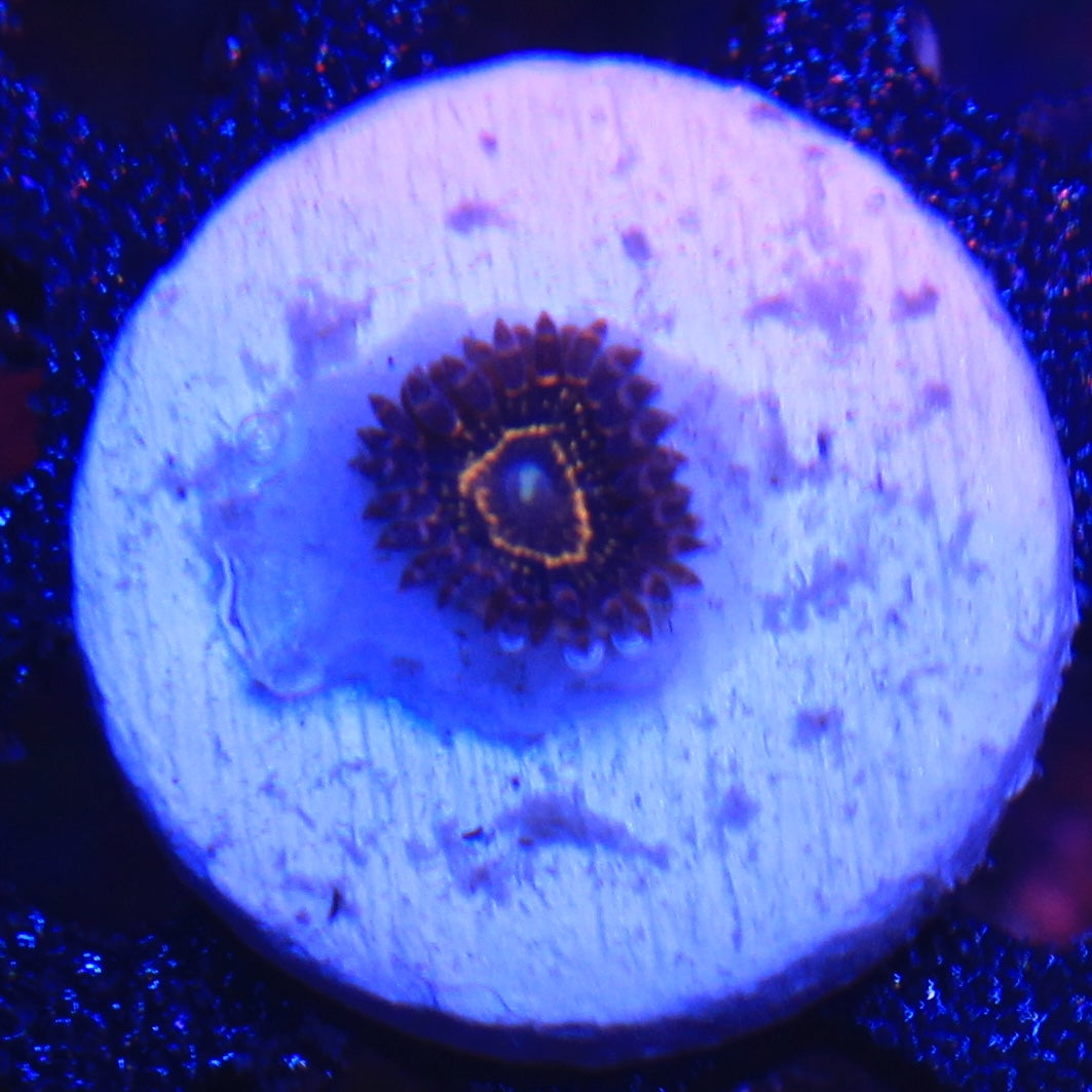 Stratosphere Zoa