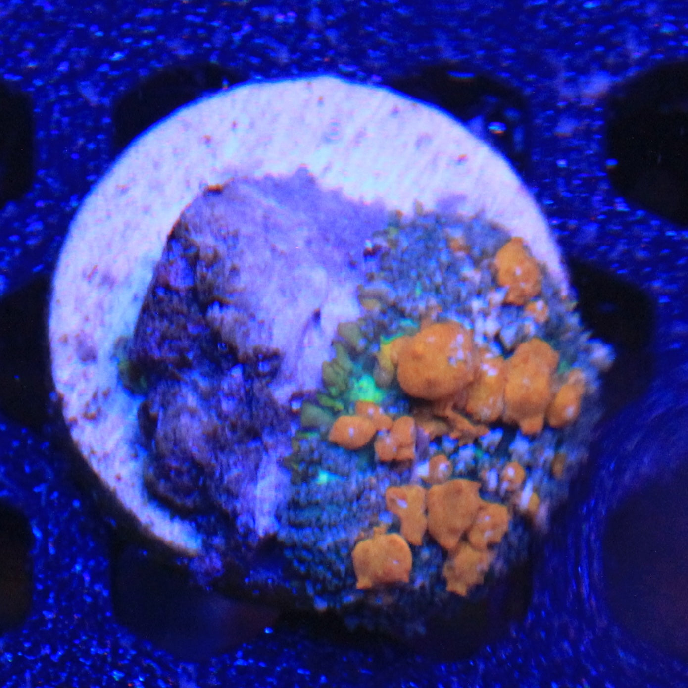Sunkist bounce Mushroom