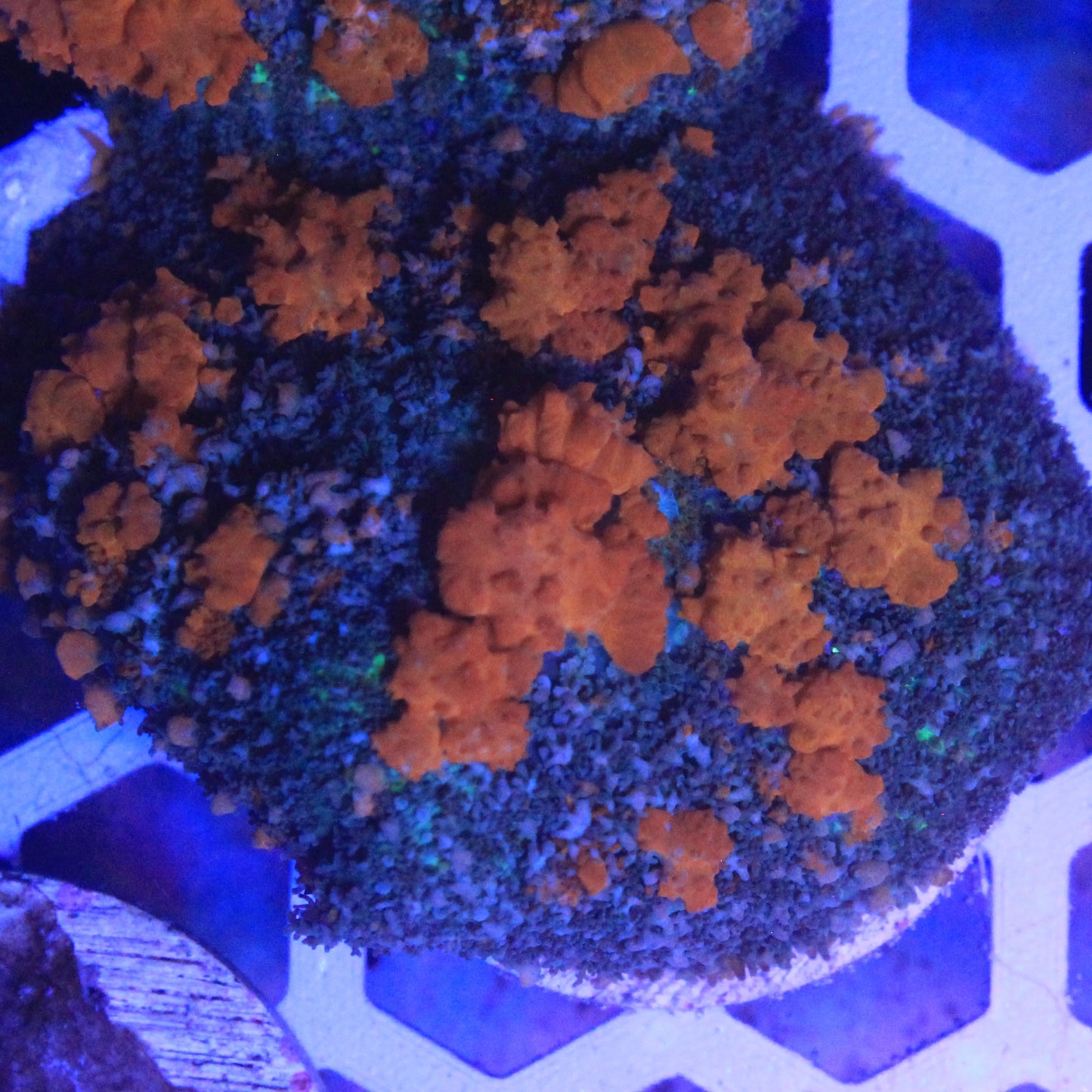 Sunkist Mother Colony