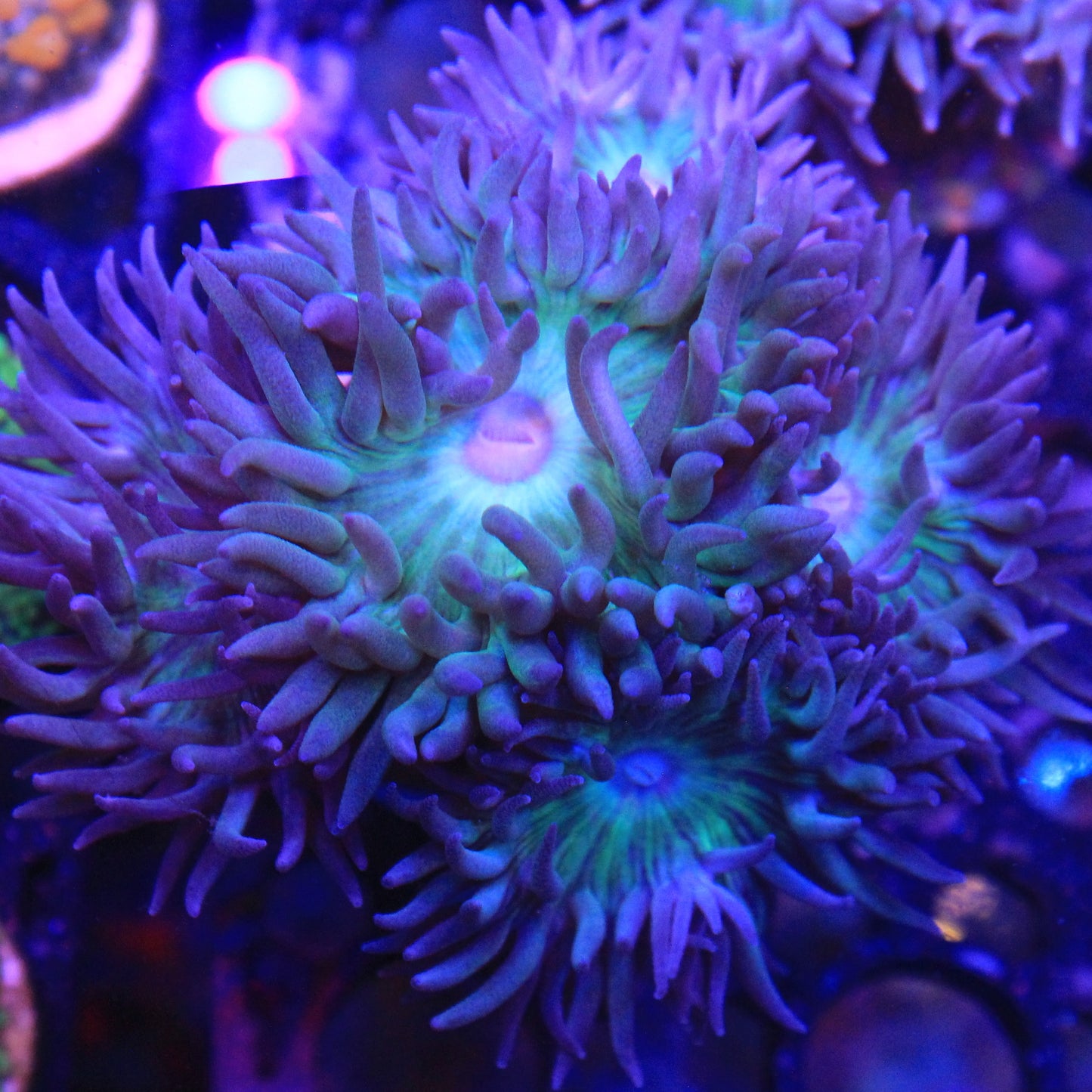 Teal Duncan1