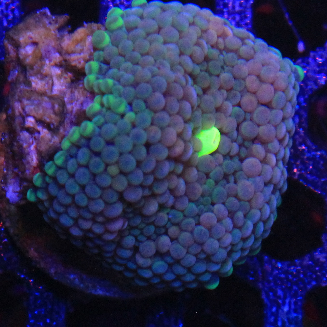 Teal Florida Ricordea