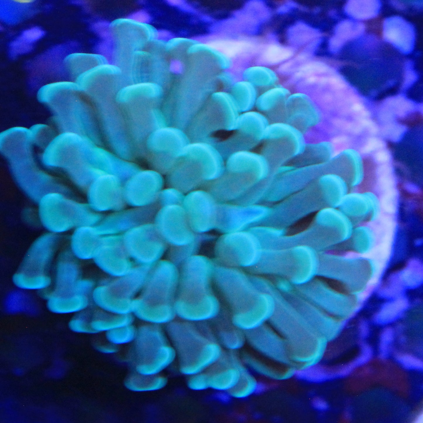 Teal Hammer