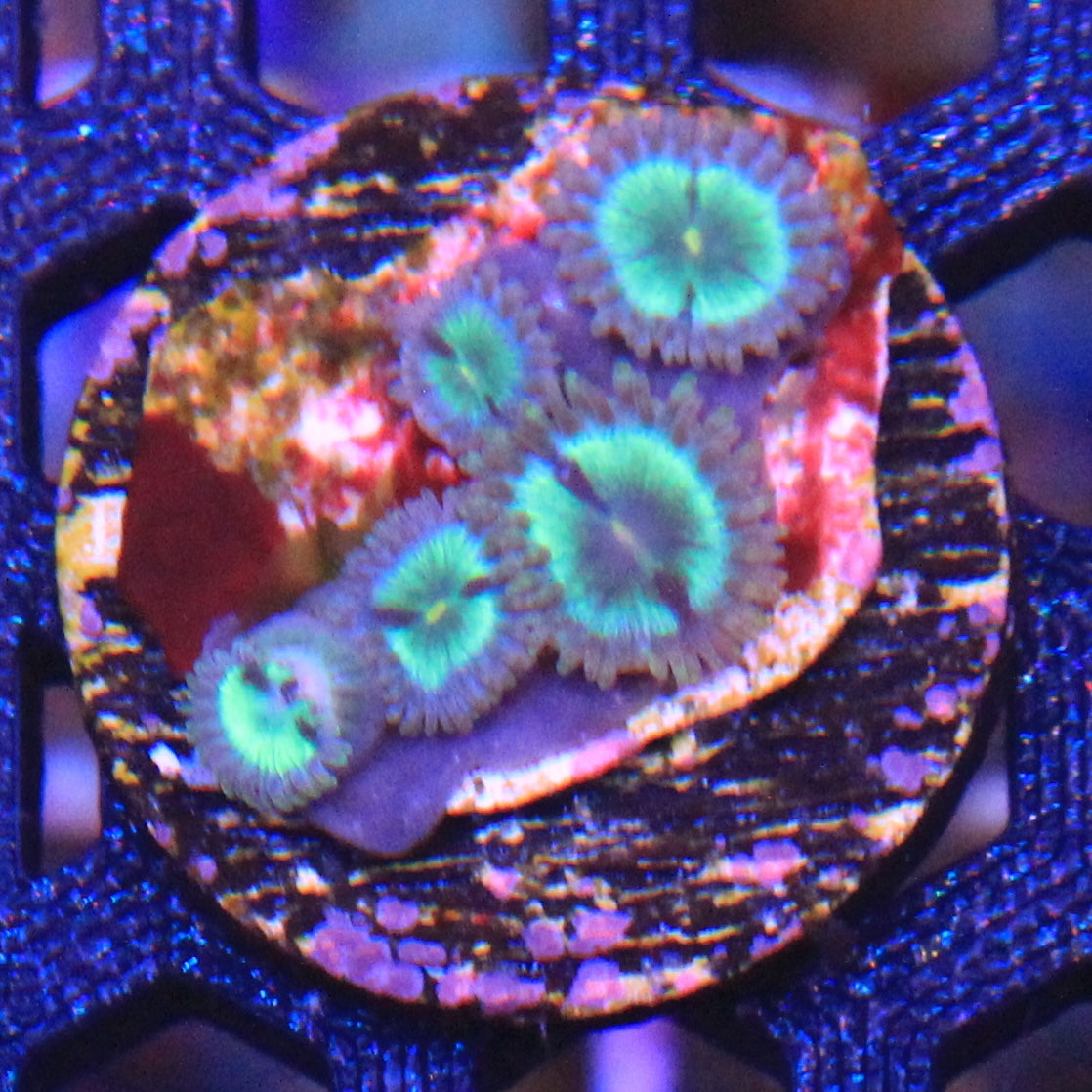 Tidal Gardens Mean Green Zoa