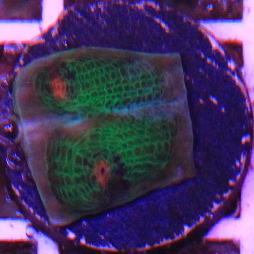 Tidal Gardens Riddler Chalice