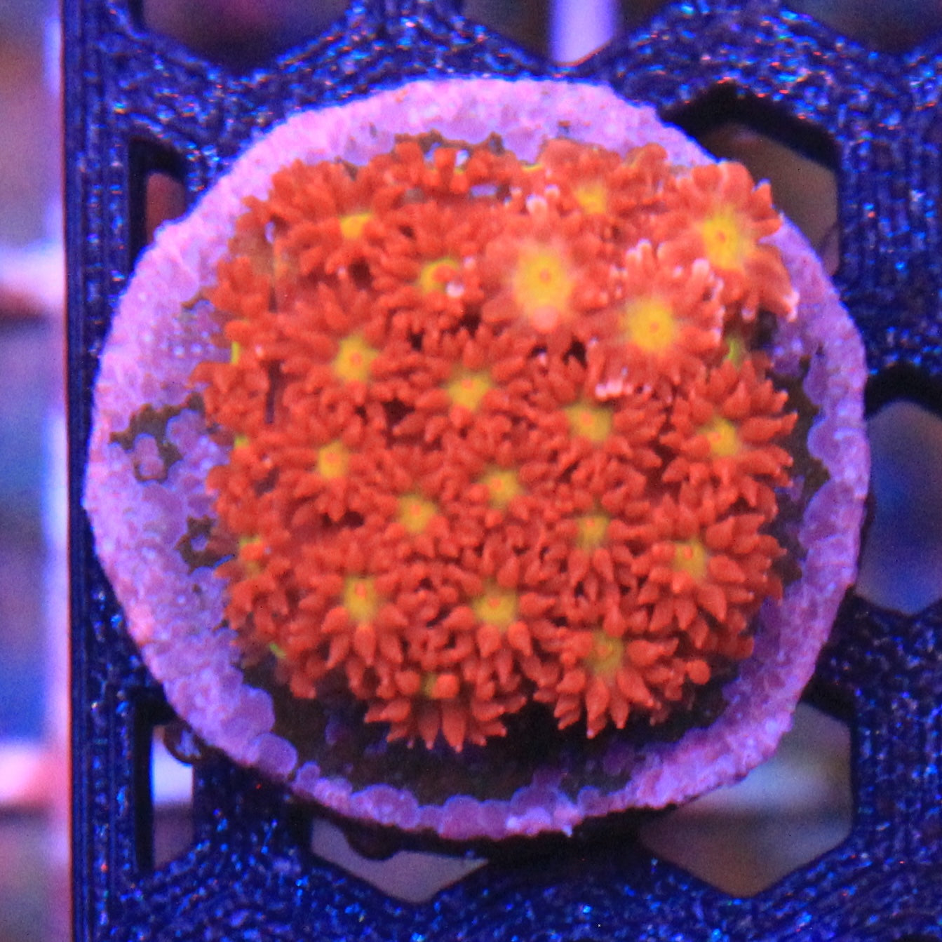 Time Warp Short Polyp Gonipora
