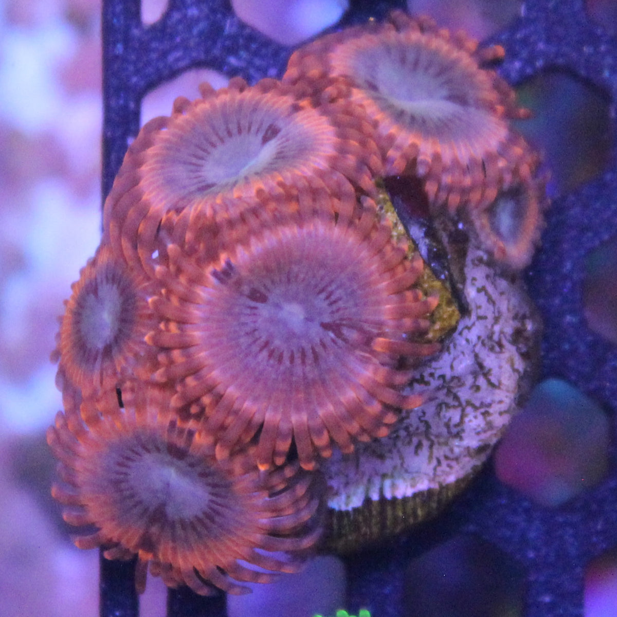 Volcanic War Zoa
