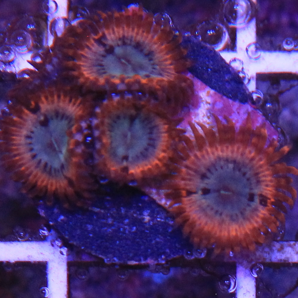 Volcanic War Zoa