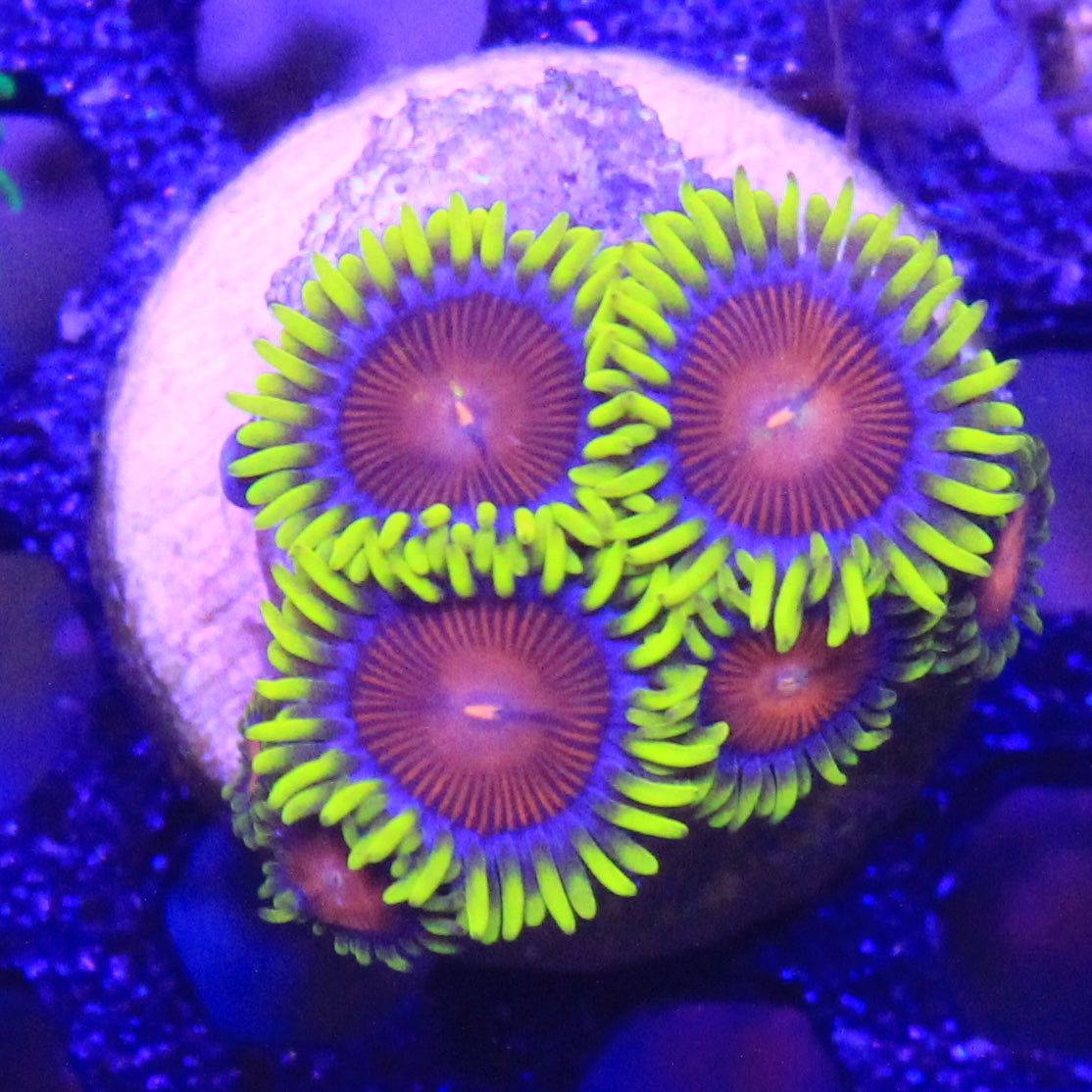 Yellow Brick Road Zoa