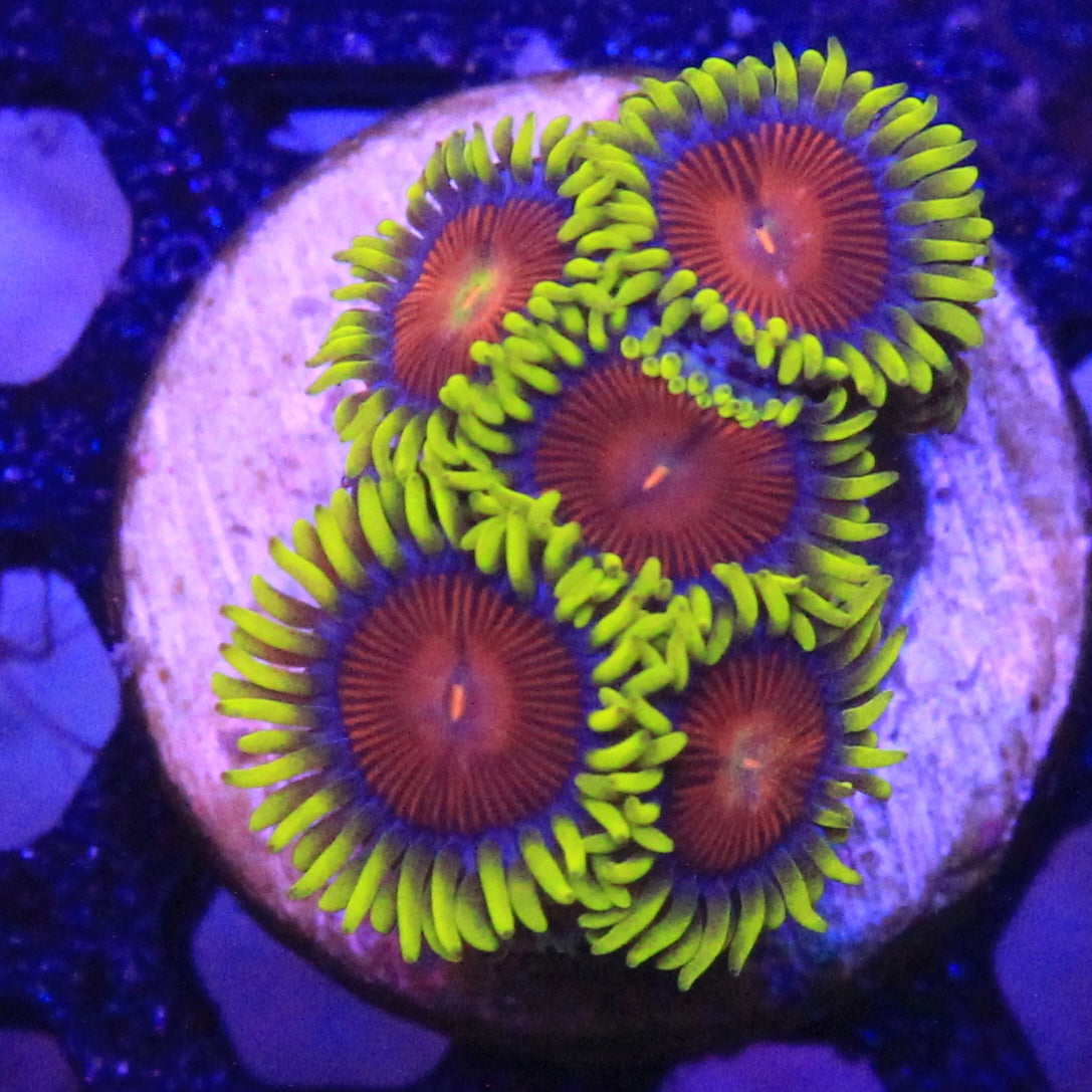 Yellow Brick Road Zoa