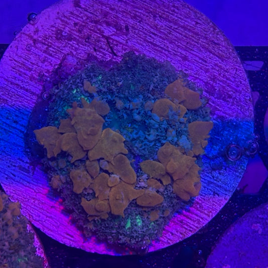 Sunkist Bounce Mushroom